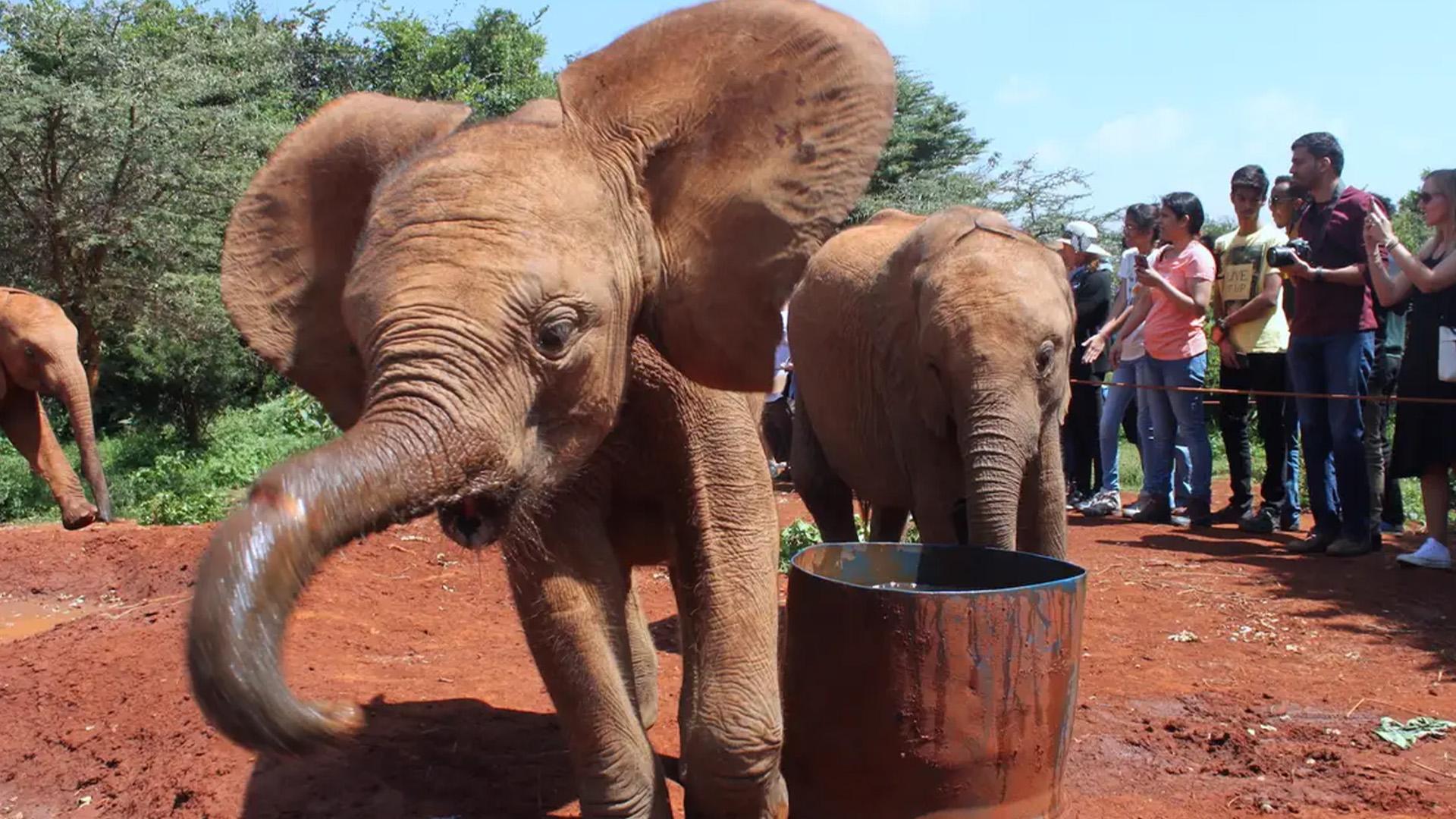 Nairobi Wildlife & History Day Tour