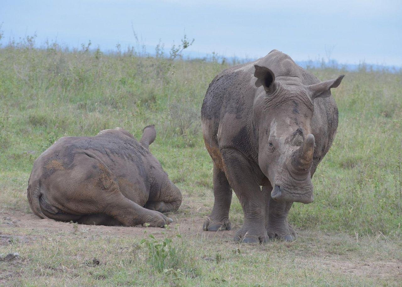 Nairobi National Park Twilight Safari & Sundowner