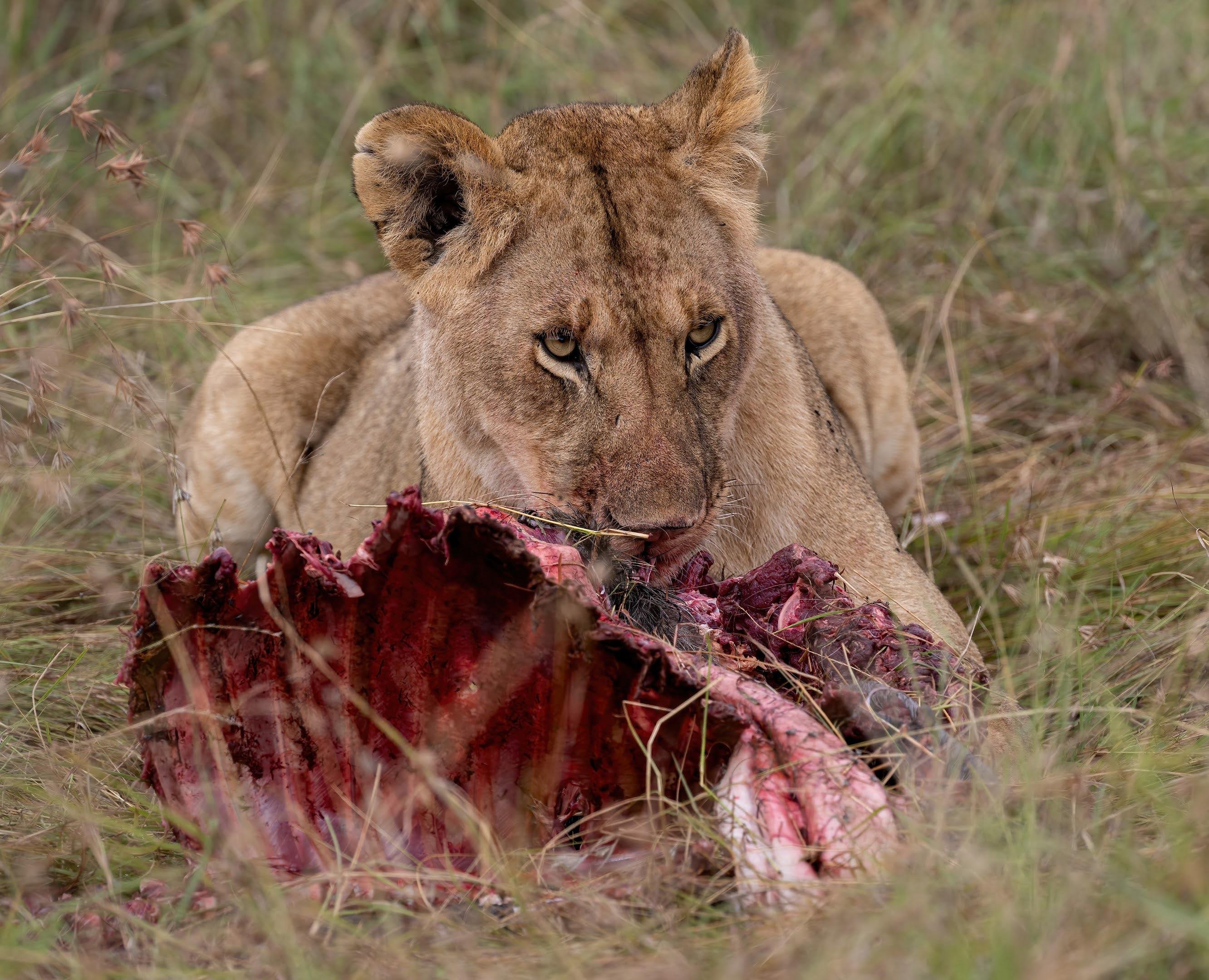 Maasai Mara Express: 1-Day Safari from Nairobi