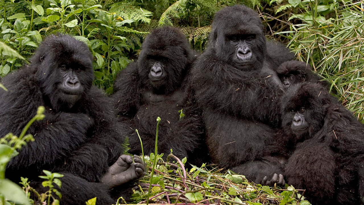 Gorilla Trekking & Cultural Village Experience from Kigali