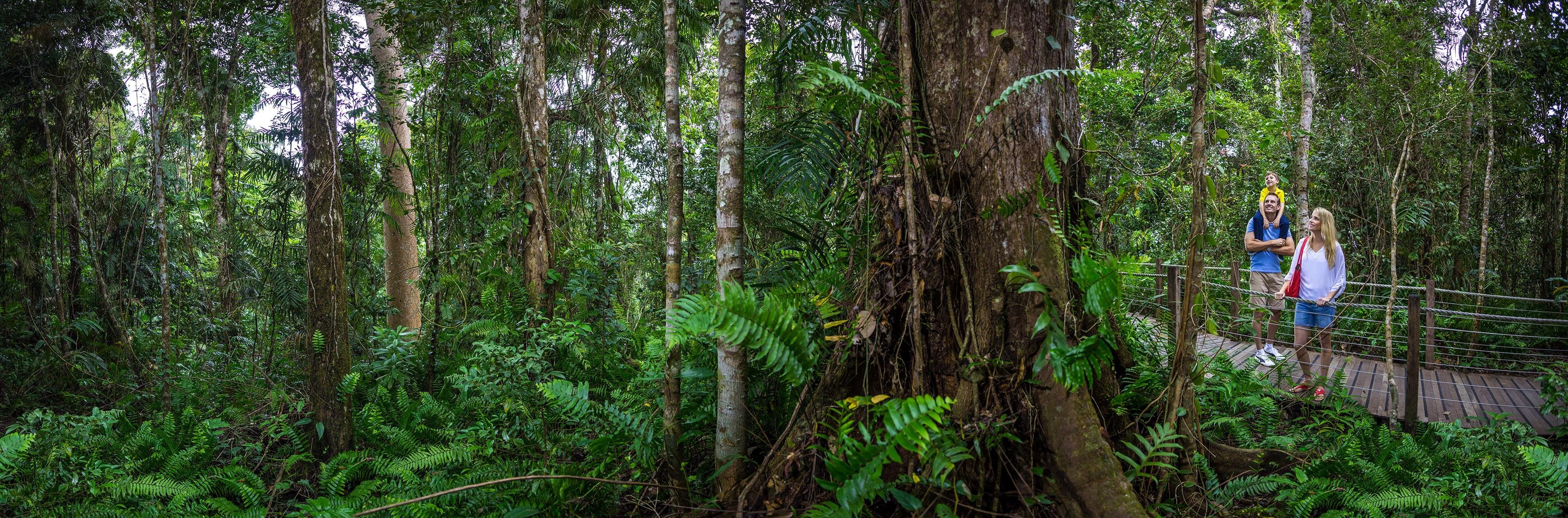 Cairns to Kuranda: Scenic Railway & Skyrail Rainforest Cableway Day Trip