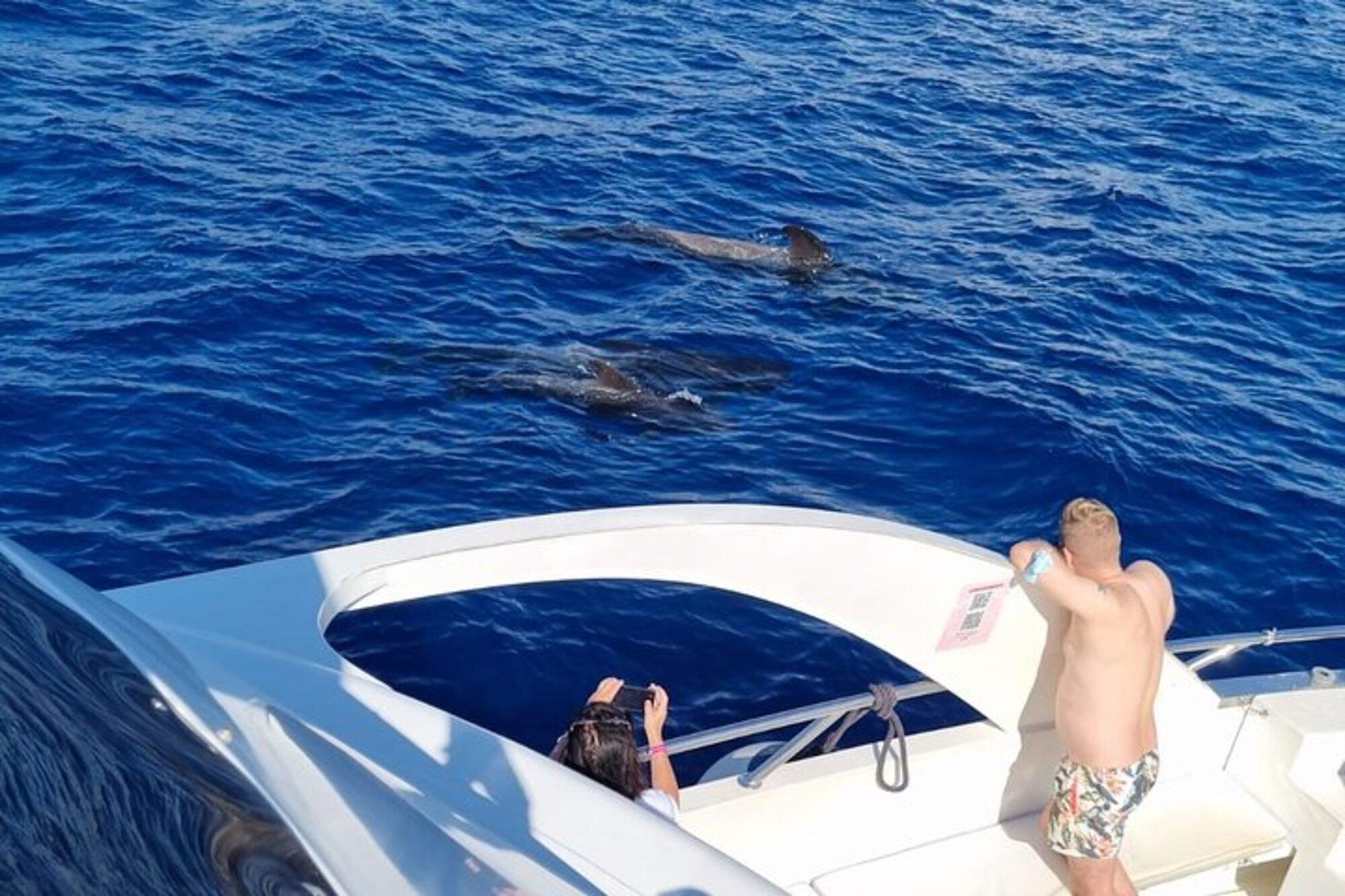 Tenerife Eco-Yacht Whale & Dolphin Watching Cruise