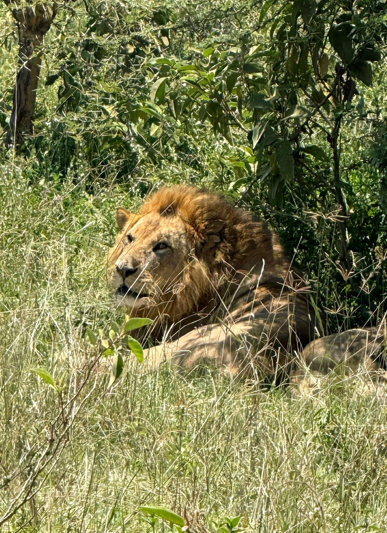 Nairobi Safari: National Park, Elephant Orphanage & Giraffe Center