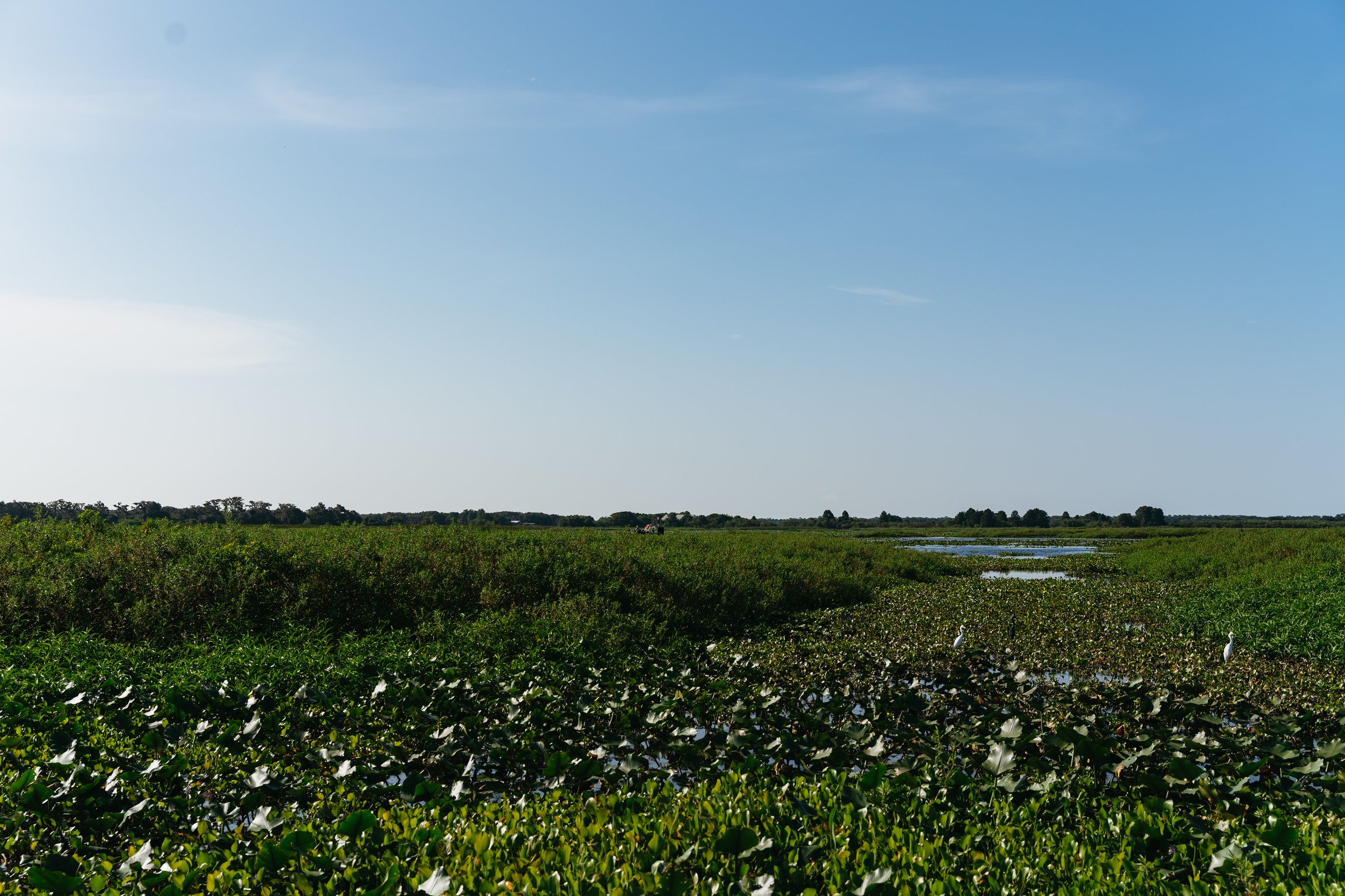 Kissimmee Everglades Airboat Expedition