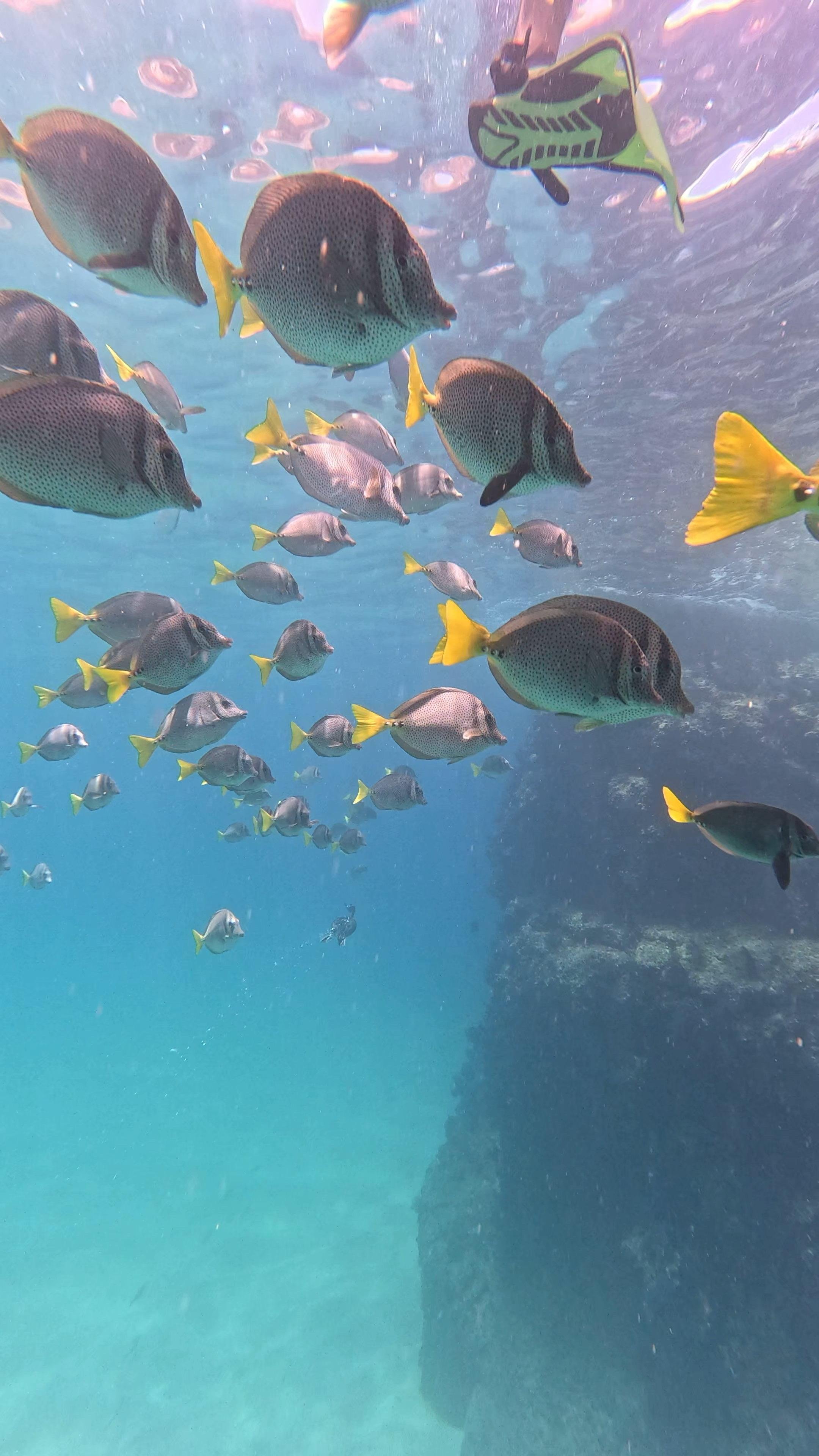 Cabo San Lucas: Paddle Board or Kayak & Snorkel Adventure