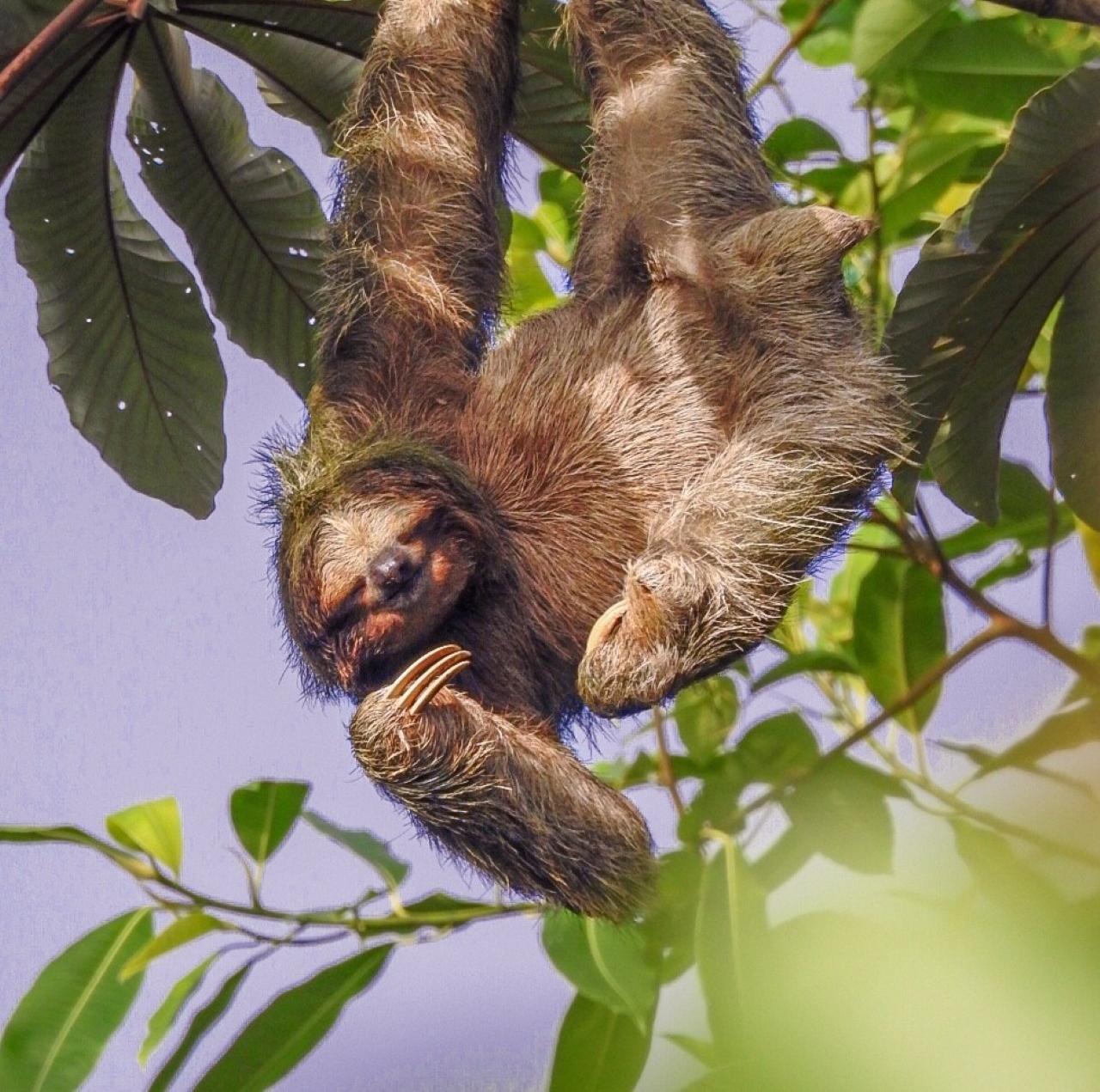 La Fortuna Sloth & Wildlife Nature Walk