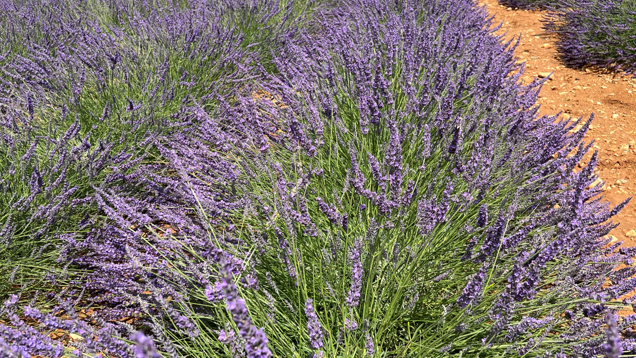 Valensole lavender fields in Provence — guided lavender tour photo 17