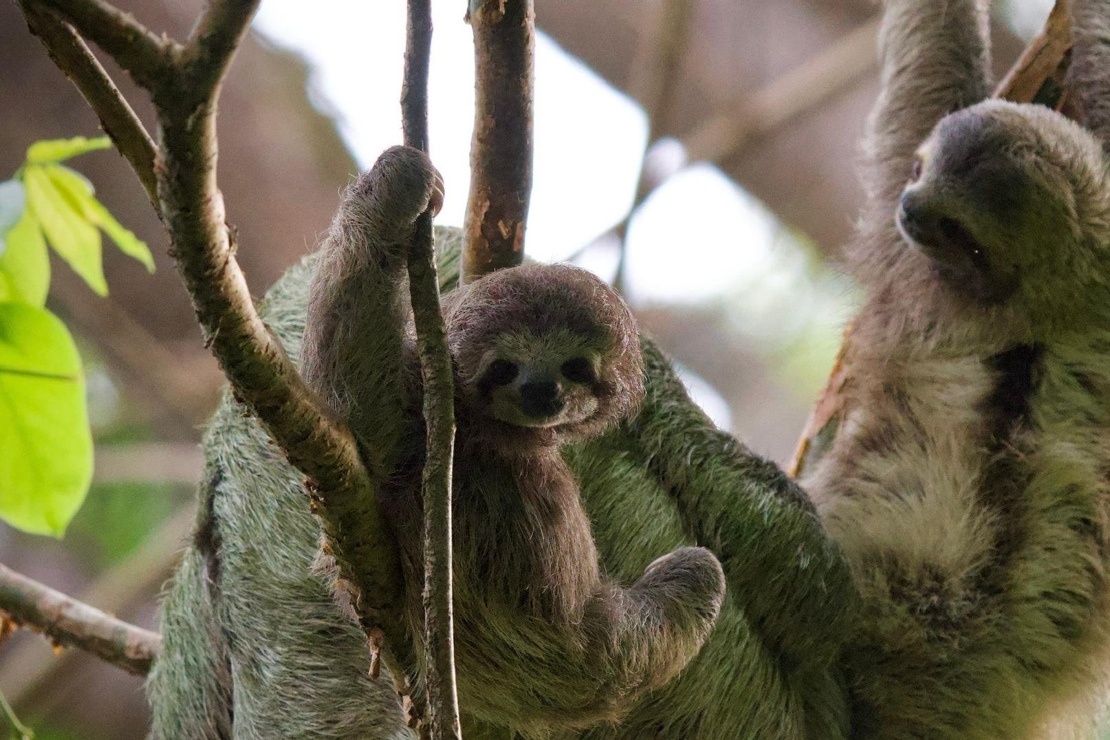 Manuel Antonio National Park: Naturalist-Led Wildlife Walking Tour