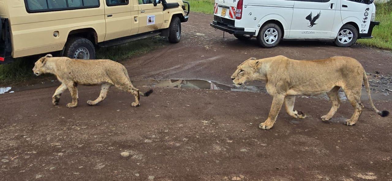 Nairobi Safari: National Park, Elephant Orphanage & Giraffe Center