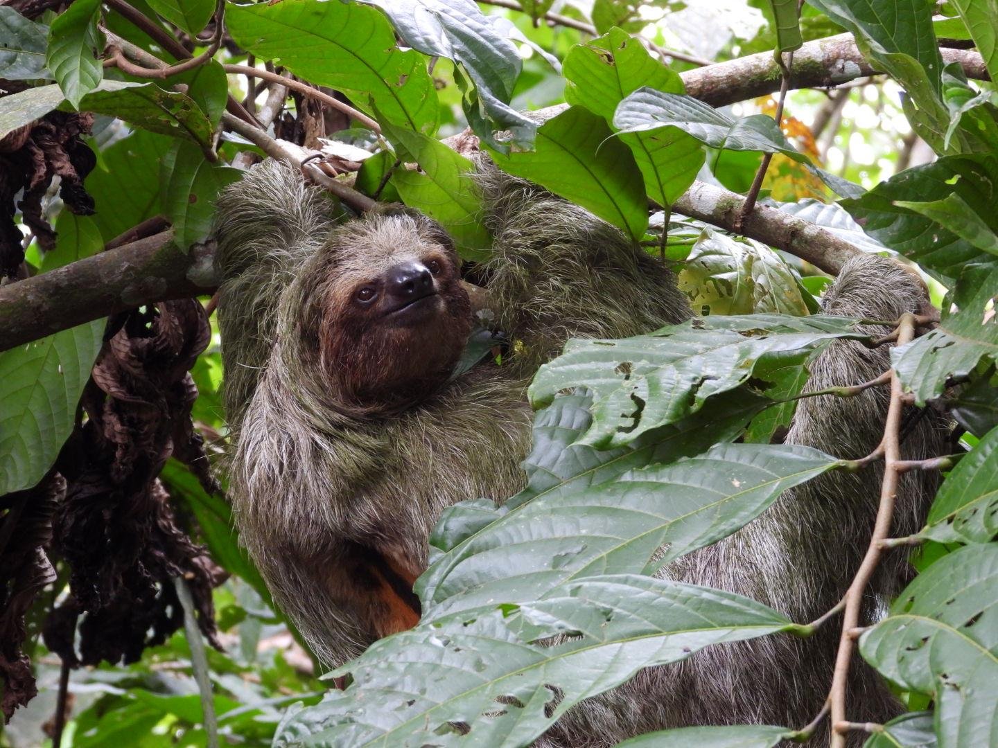 La Fortuna Sloth & Rainforest Experience with Cooking Class