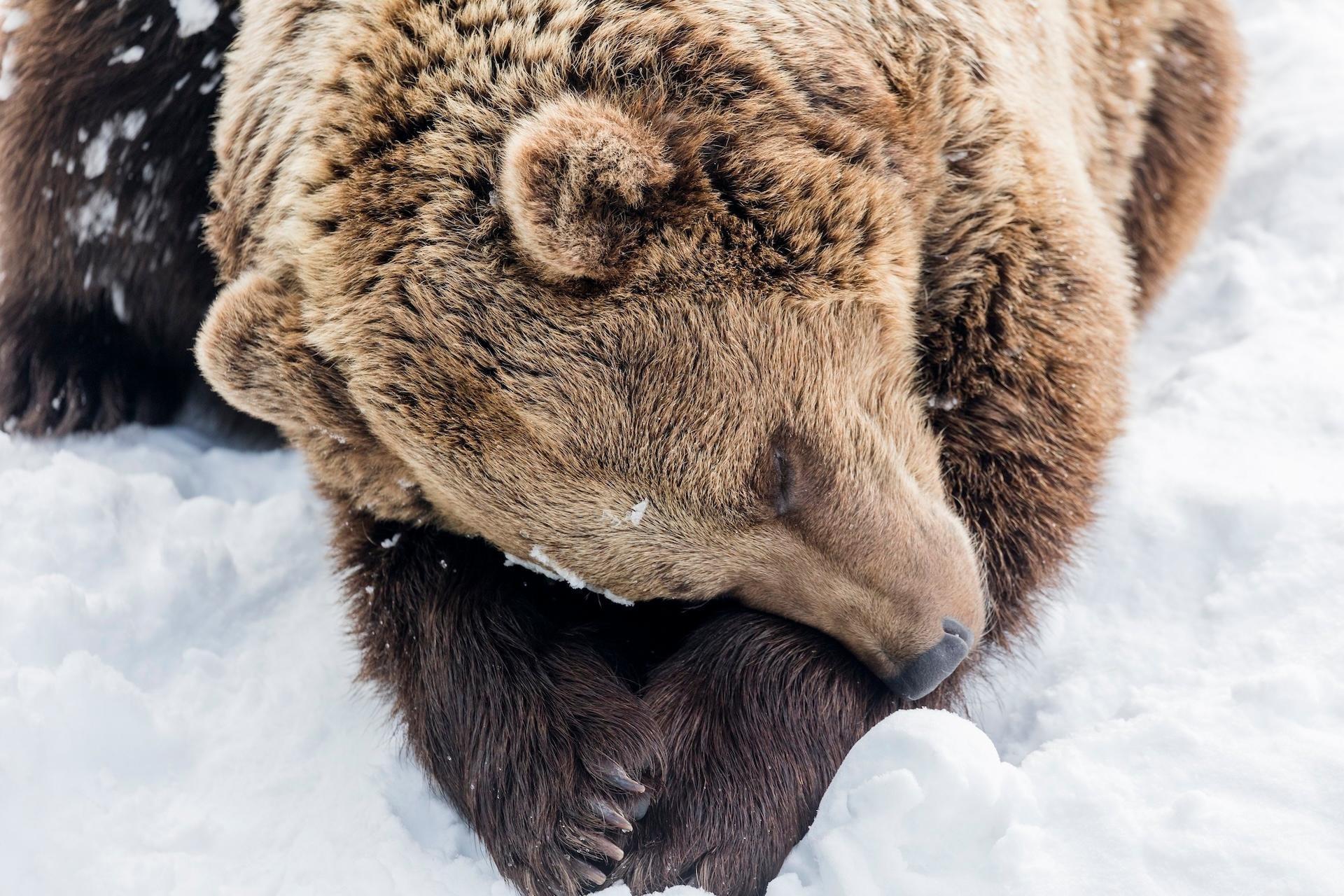Private Lapland Day Tour: Santa's Village, Reindeer & Arctic Wildlife