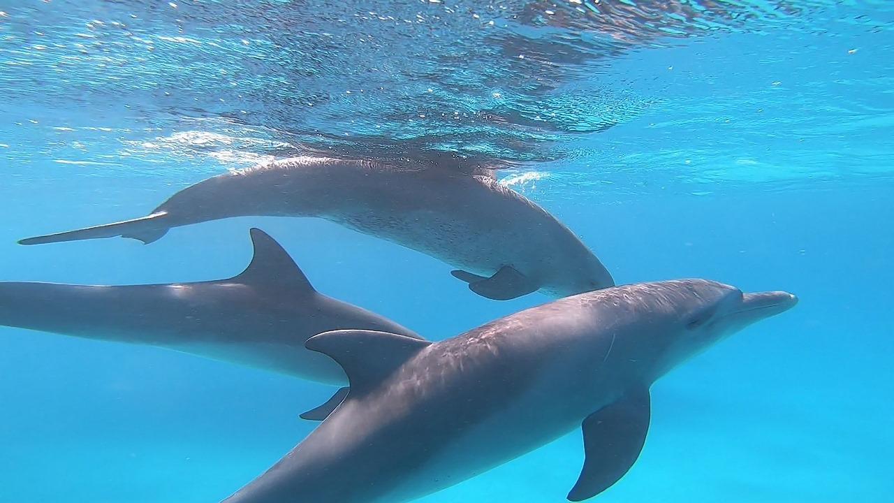 Sharm el-Sheikh: White Island & Ras Mohamed National Park Snorkeling Day Trip