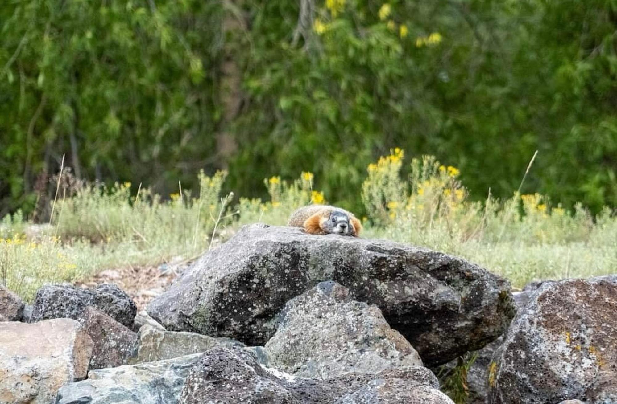 Snake River Scenic Wildlife Float Tour