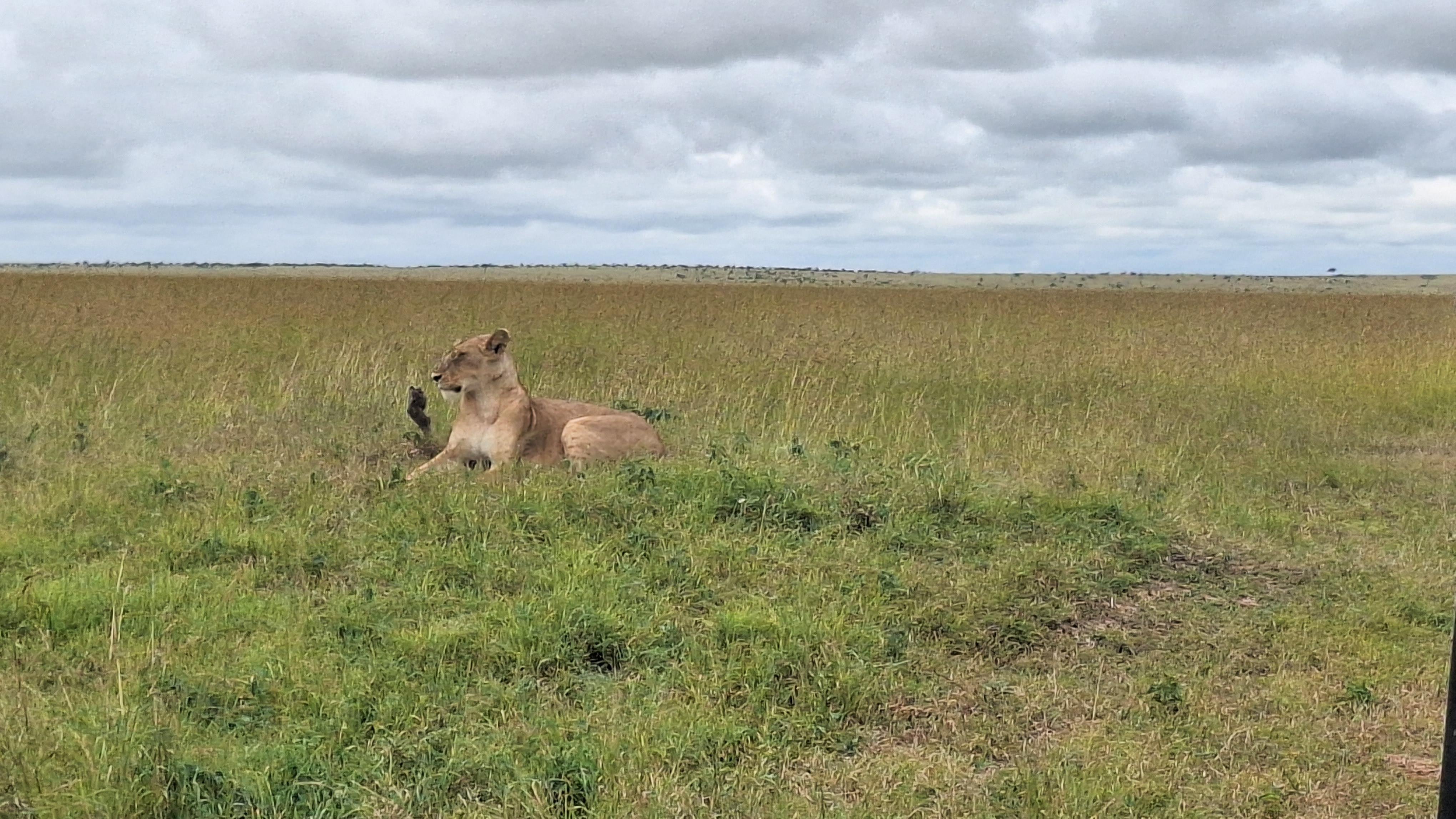 Maasai Mara Express: 1-Day Safari from Nairobi