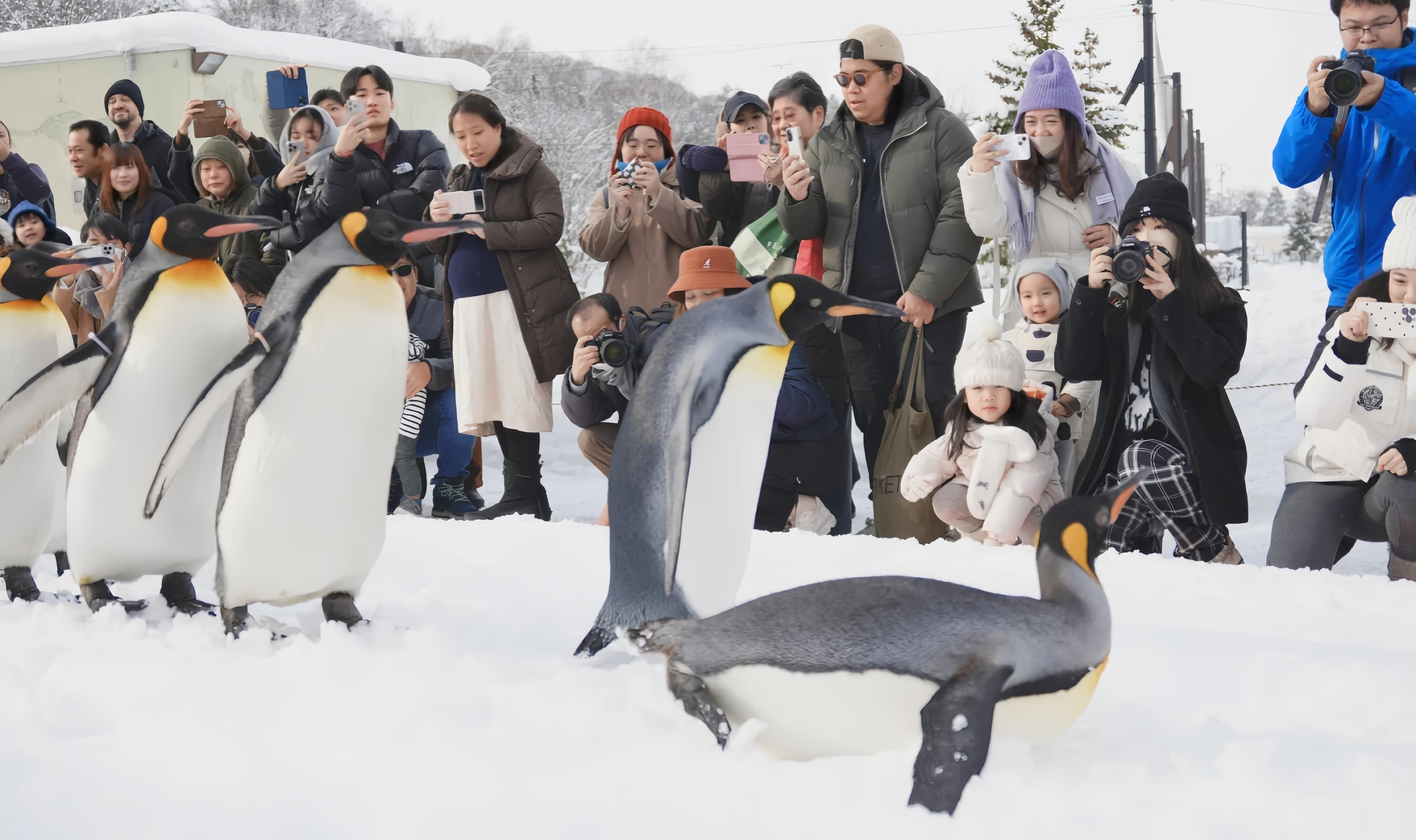 Hokkaido Winter Day Tour: Asahiyama Zoo & Snowfields from Sapporo