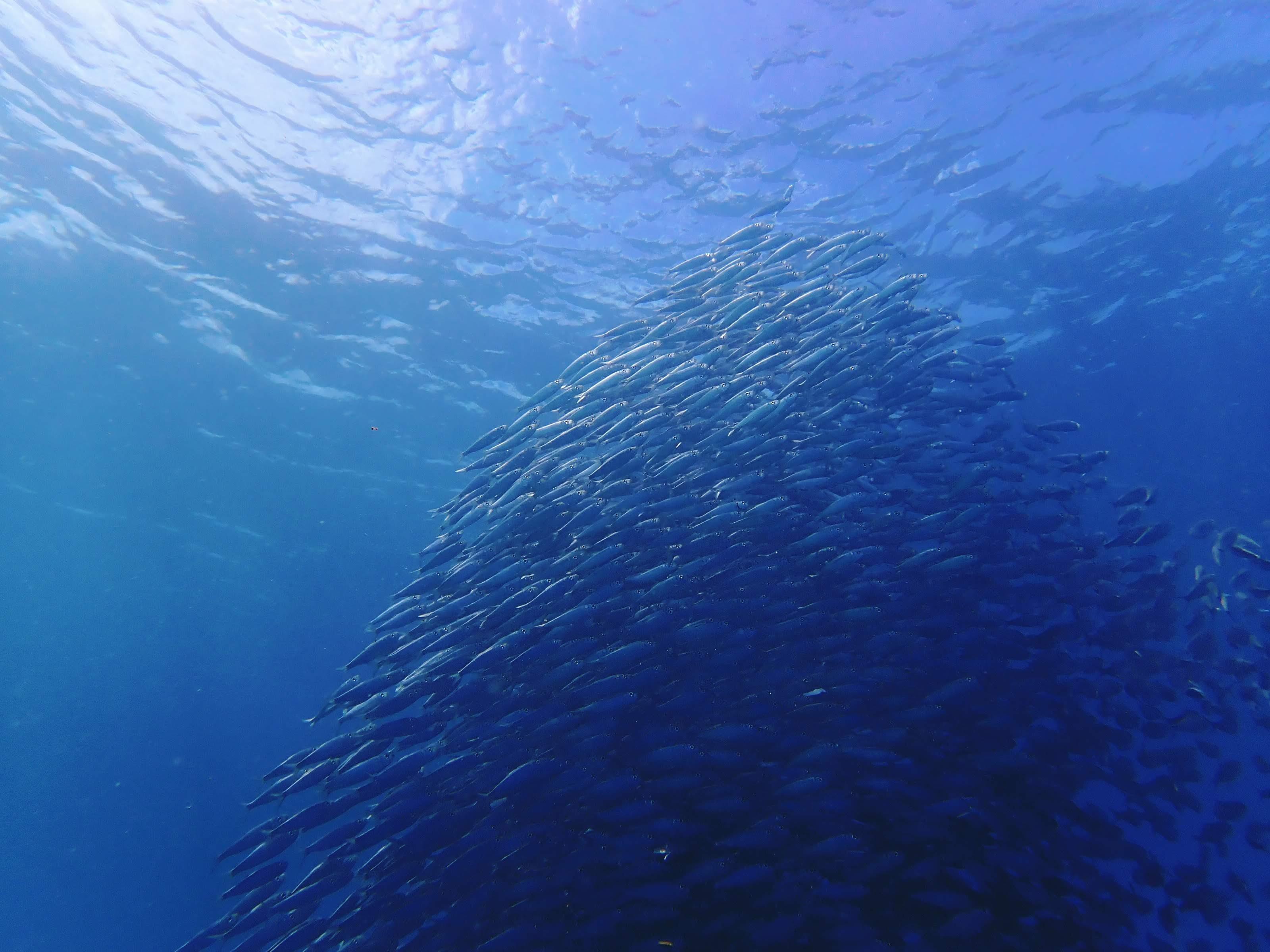 Cebu 2-Day Private Southern Tour: Moalboal & Oslob