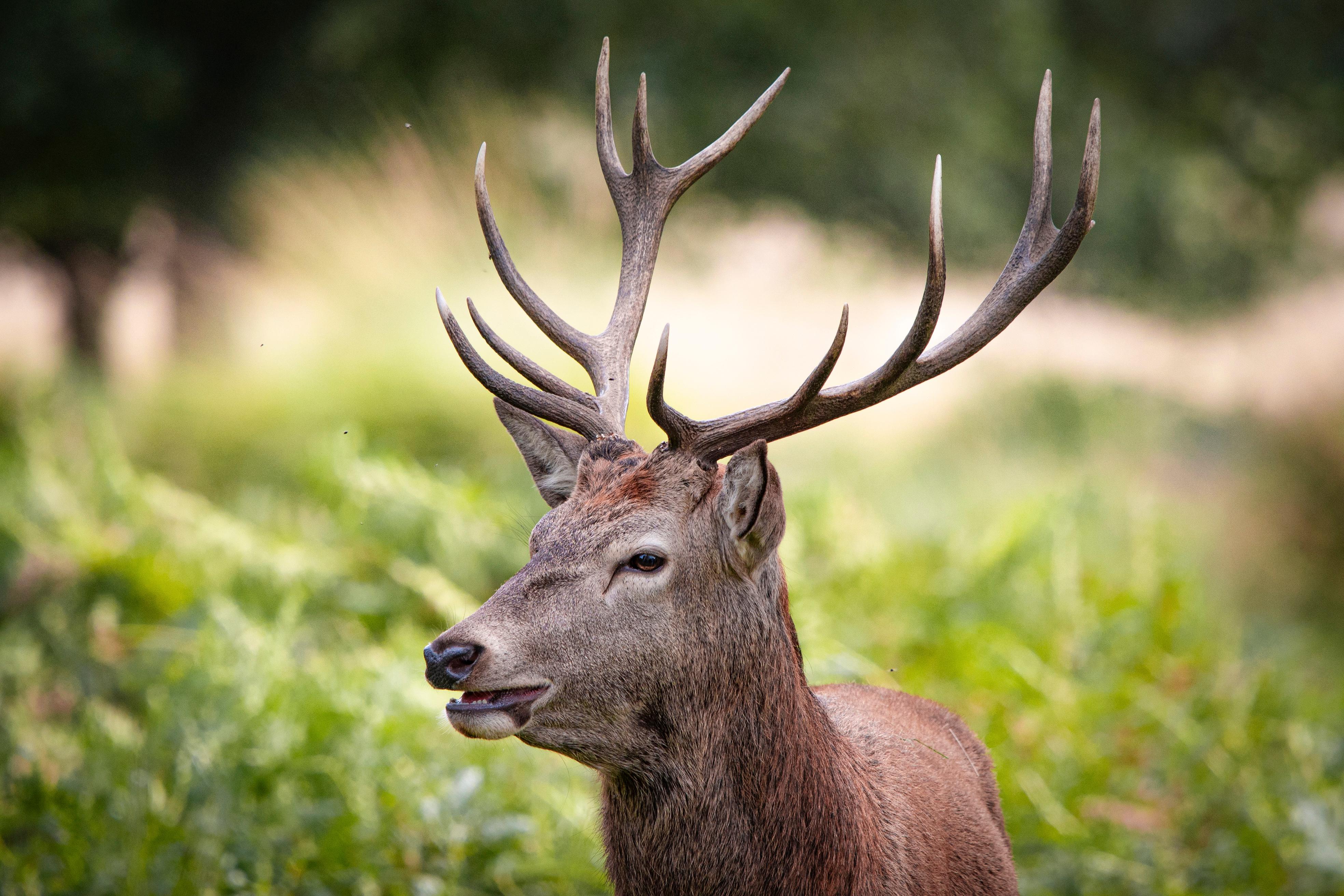 London: Richmond Park Nature Photography Workshop