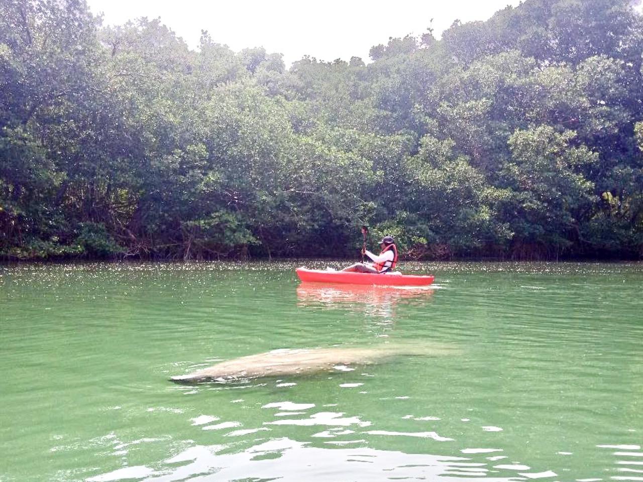 Manatee Season Kayak & Paddleboard Adventure in Miami