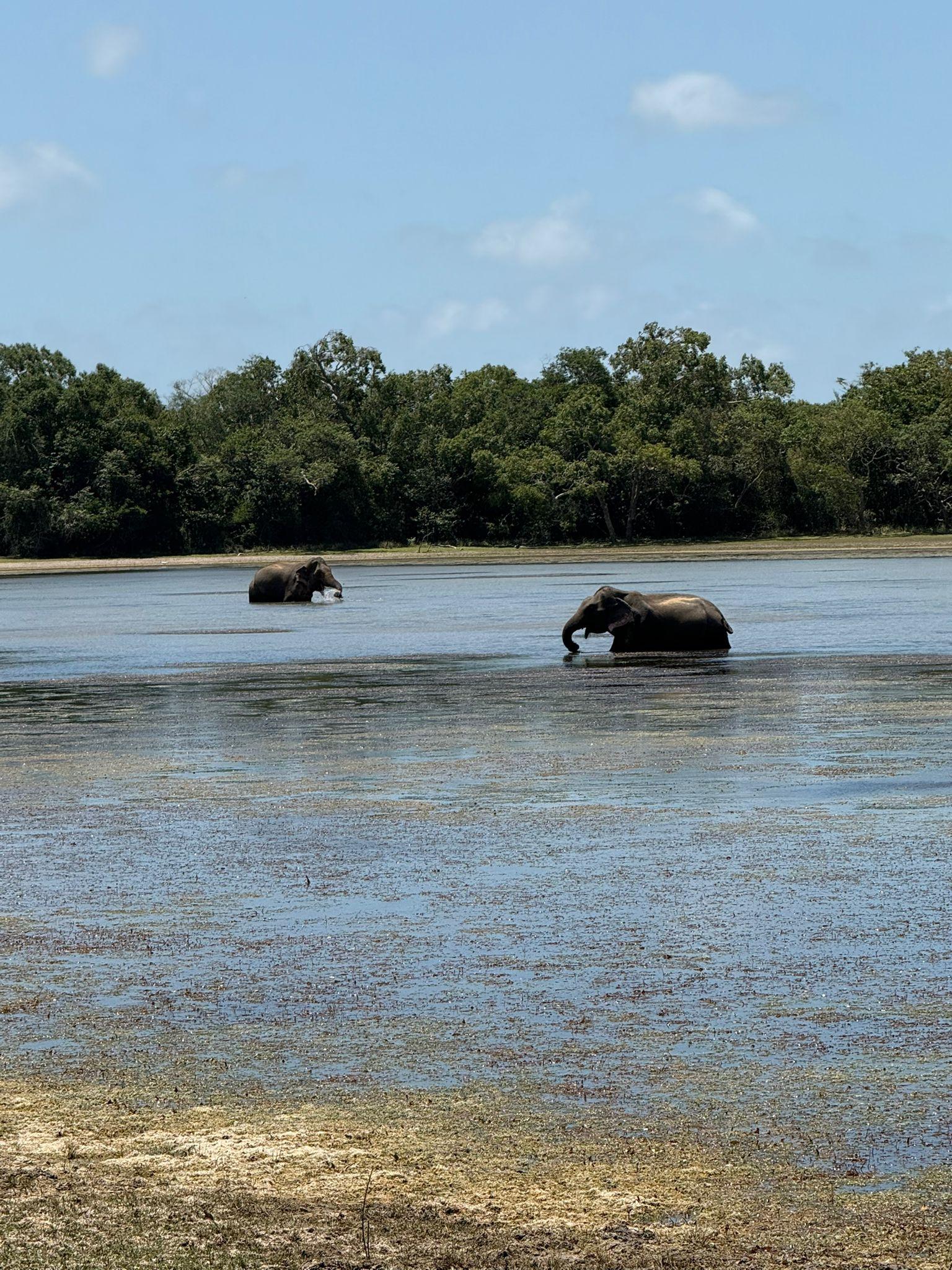 Full-Day Wilpattu National Park Safari from Anuradhapura