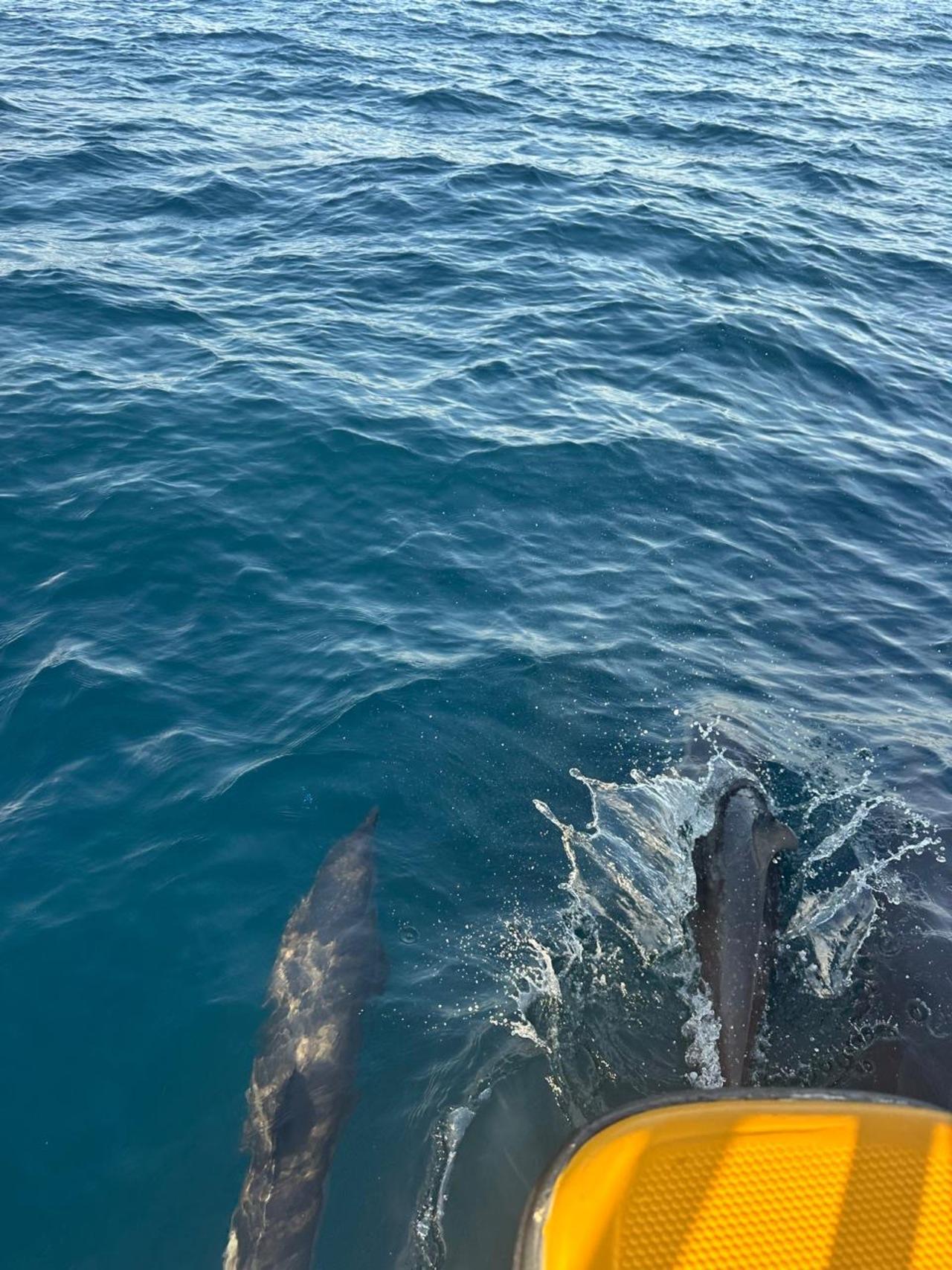 Pacific Dolphin & Marine Wildlife Expedition