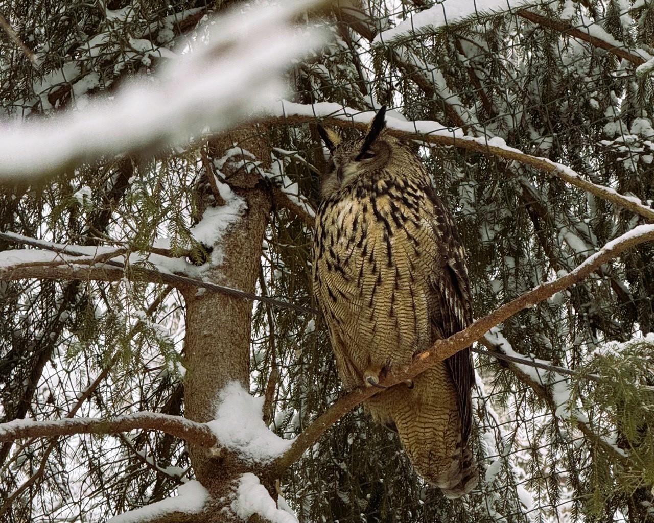Ranua Wildlife Park Day Trip from Rovaniemi