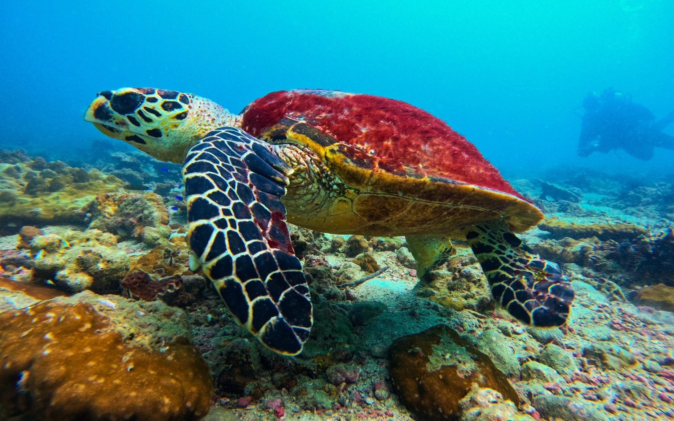 Phuket: Racha & Maiton Islands Scuba Diving for All Levels