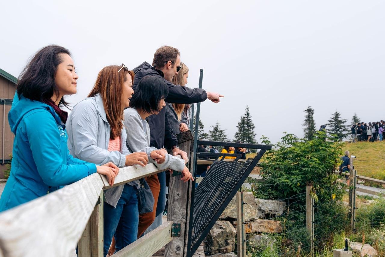 Capilano Suspension Bridge & Grouse Mountain Full-Day Tour