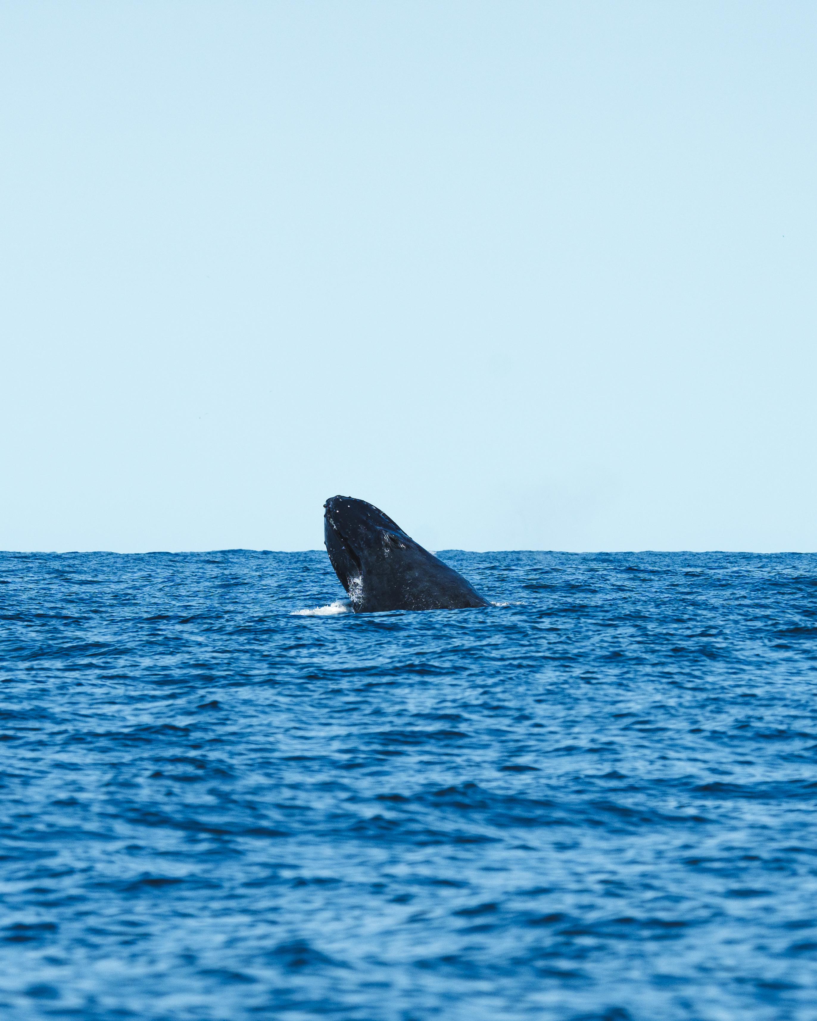 Rio de Janeiro Whale Watching Speedboat Adventure