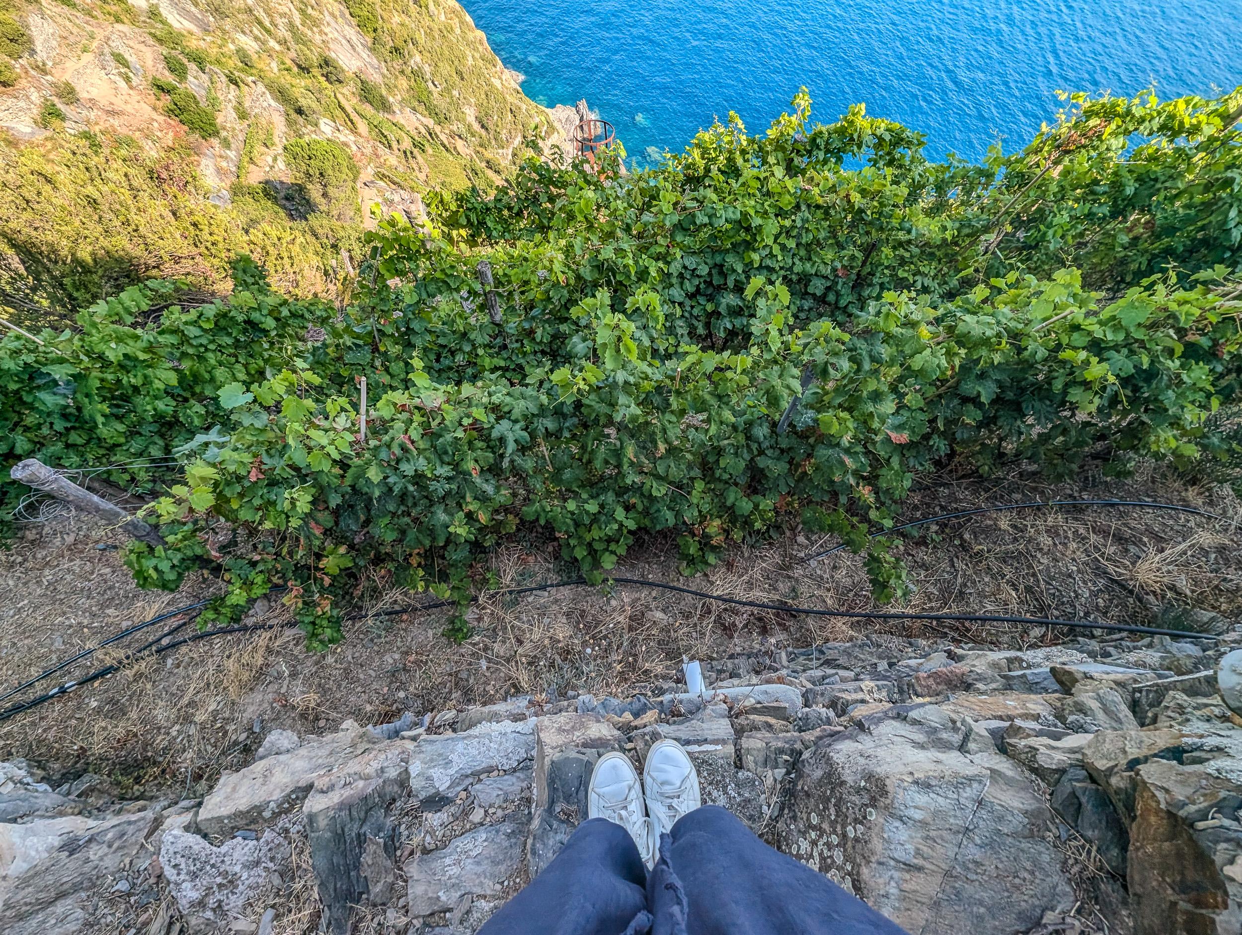 Riomaggiore Terraced Vineyard Walk & Organic Wine Tasting