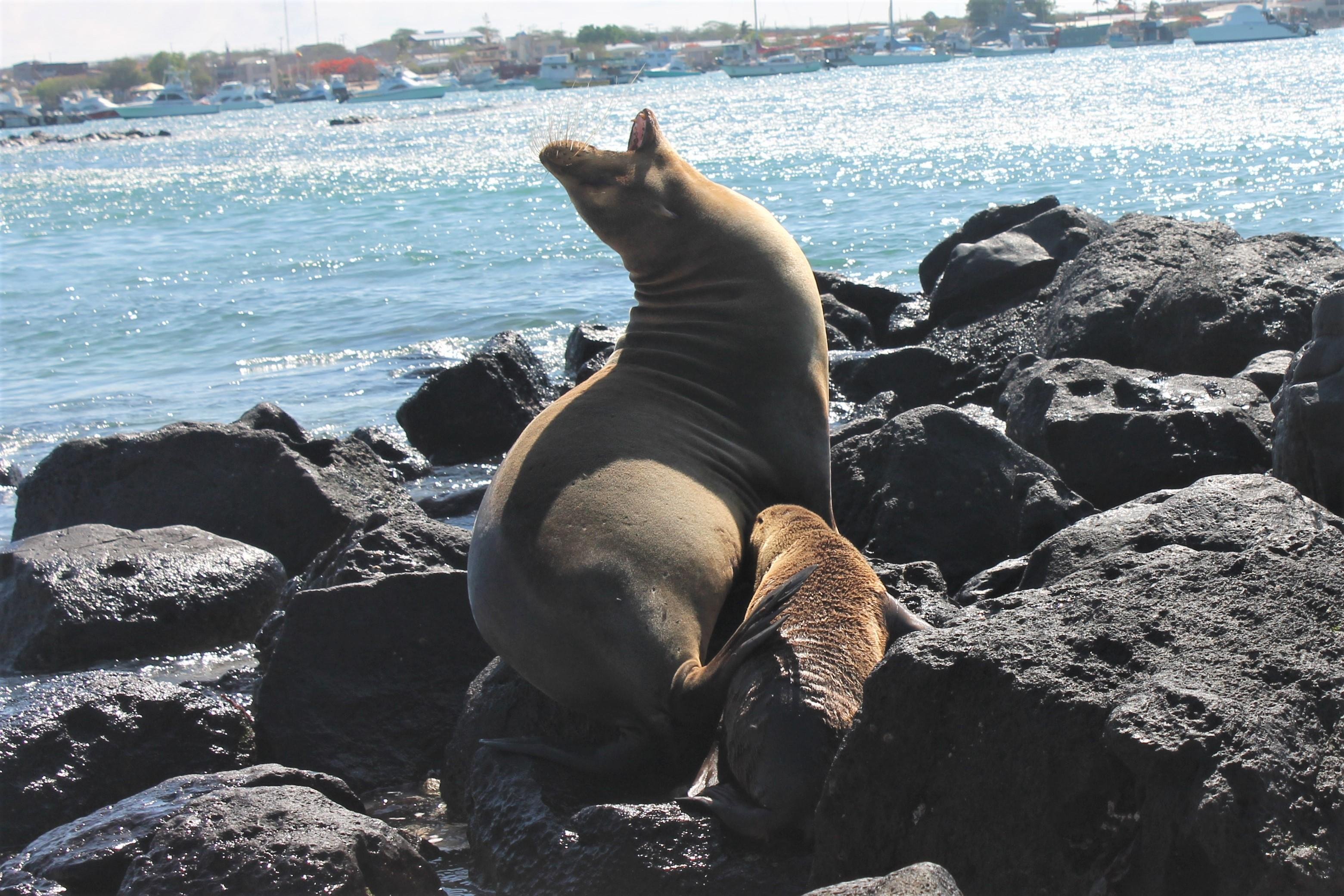 7-Day Galapagos Island Hopping Expedition