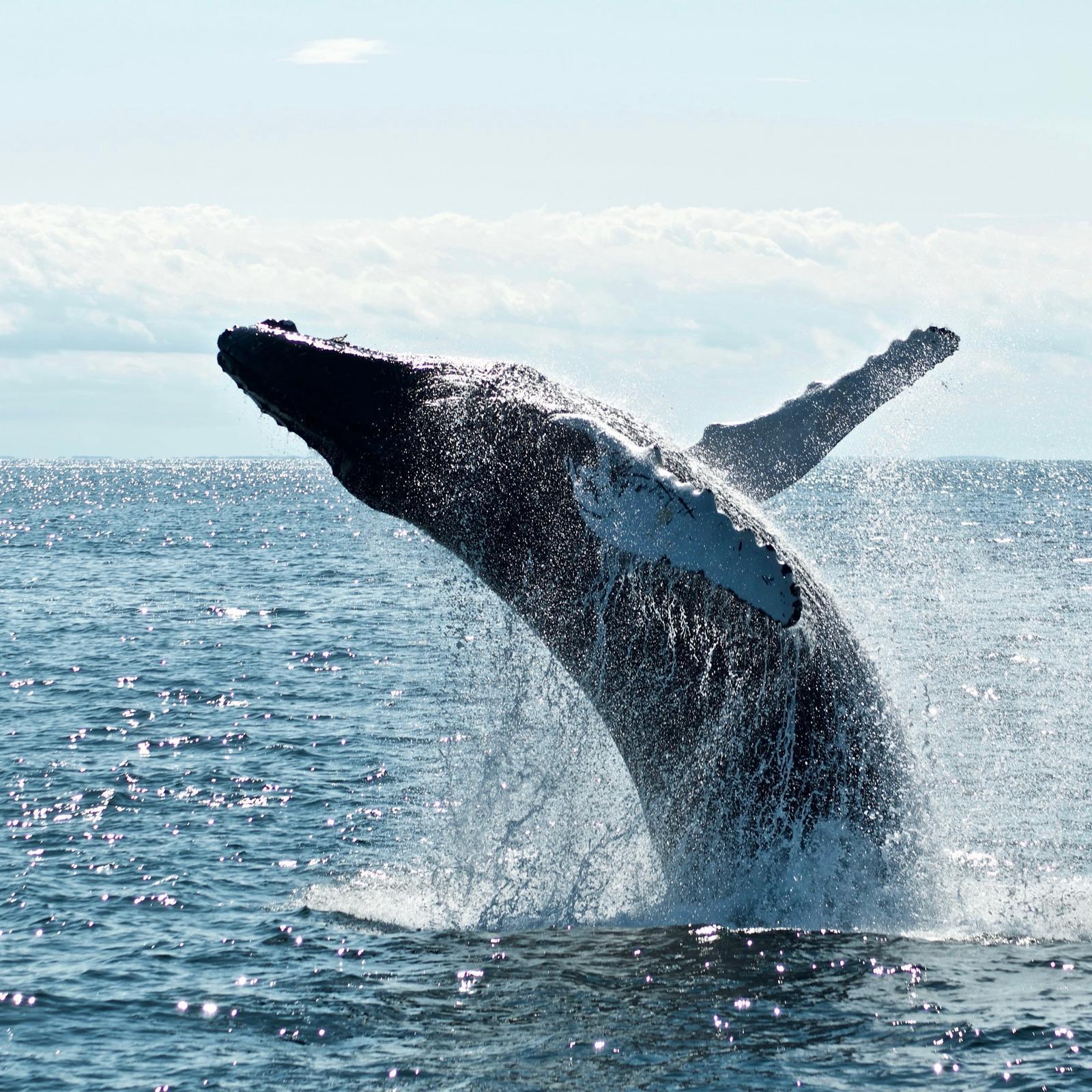 Byron Bay Whale Watching Expedition