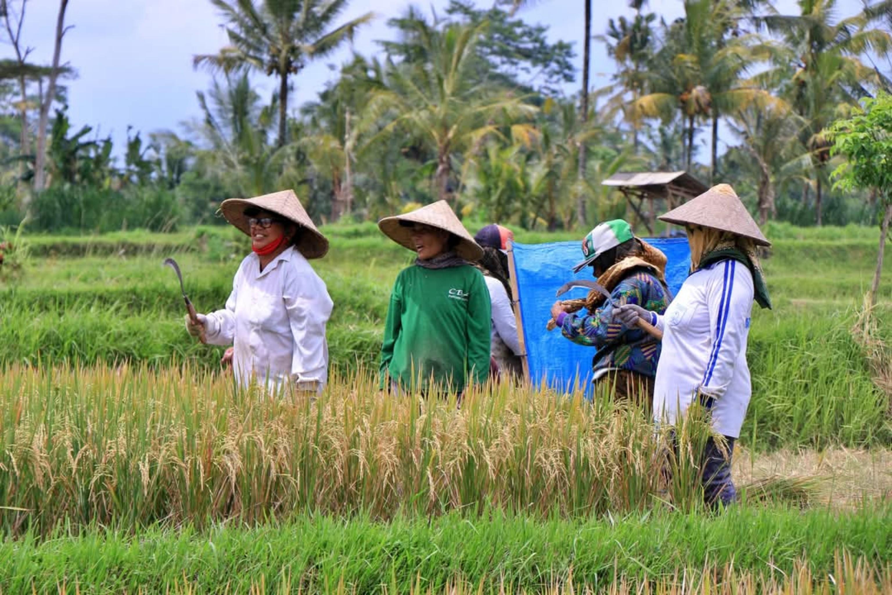 Ubud Cultural Discovery: Sacred Springs, Rice Terraces & Waterfalls