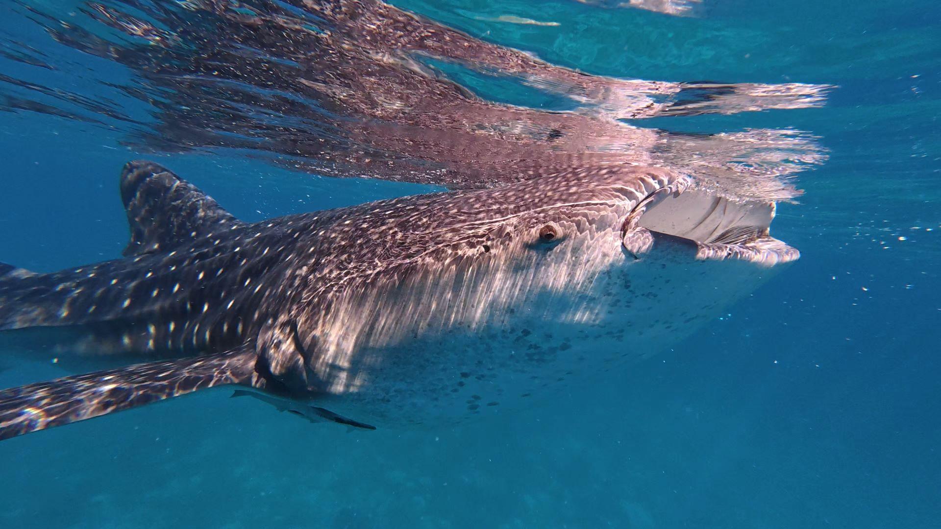 Private Oslob Whale Shark Expedition from Cebu