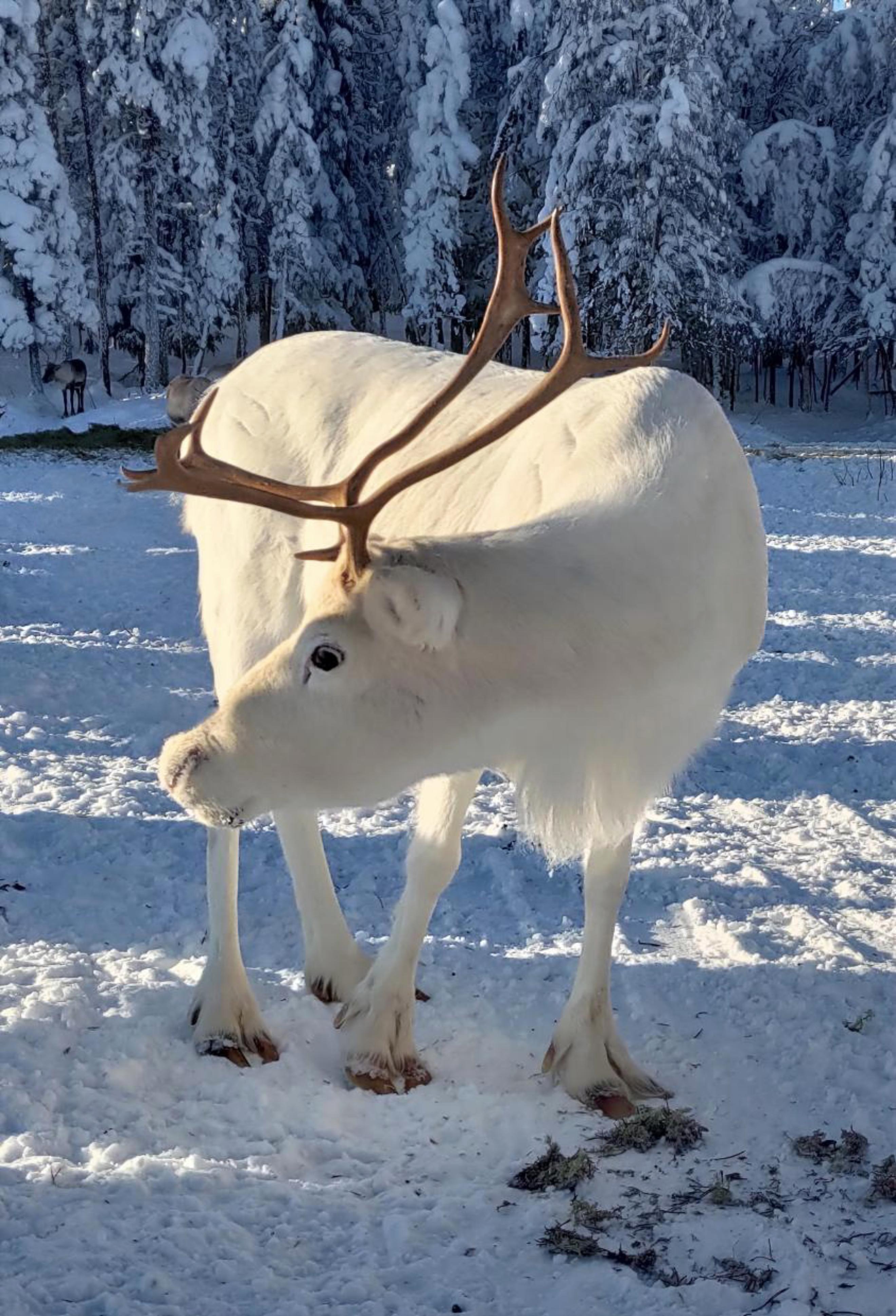 Rovaniemi Reindeer Farm: Herd Encounter & Lapland Culture