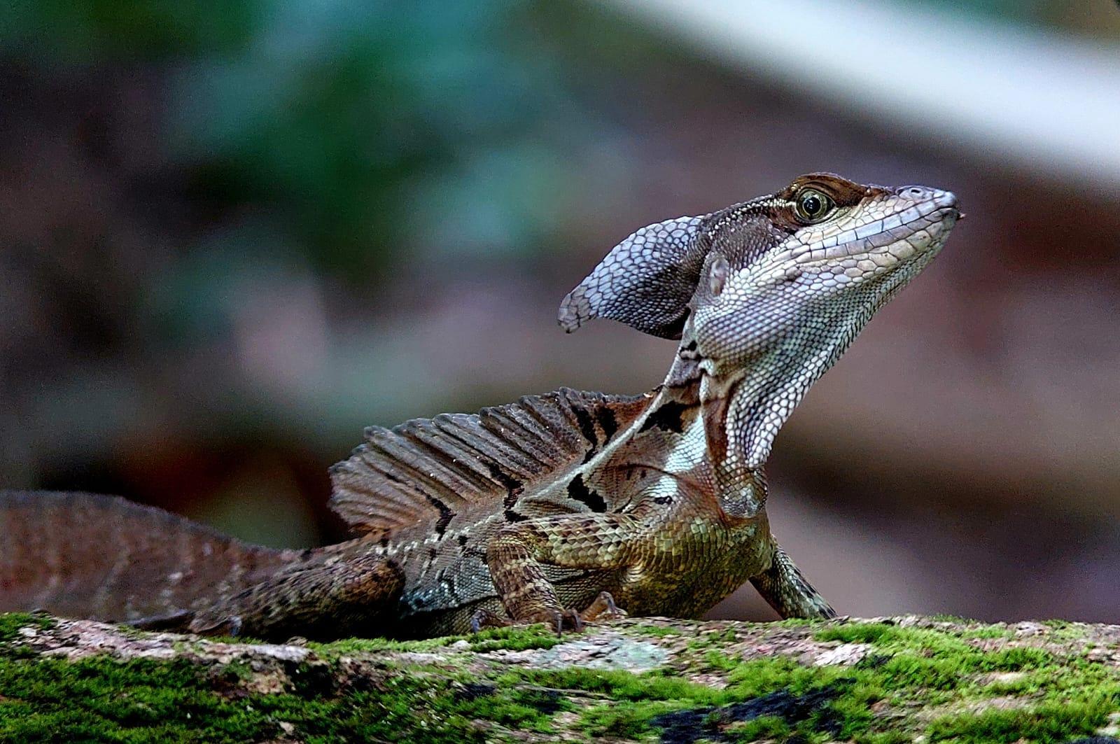 Manuel Antonio National Park: Expert-Guided Wildlife Hike