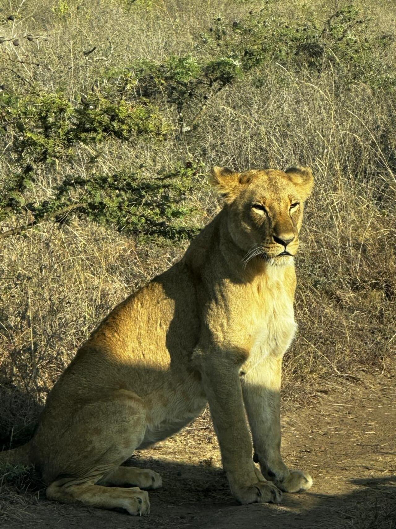 Nairobi National Park 5-Hour Guided Safari