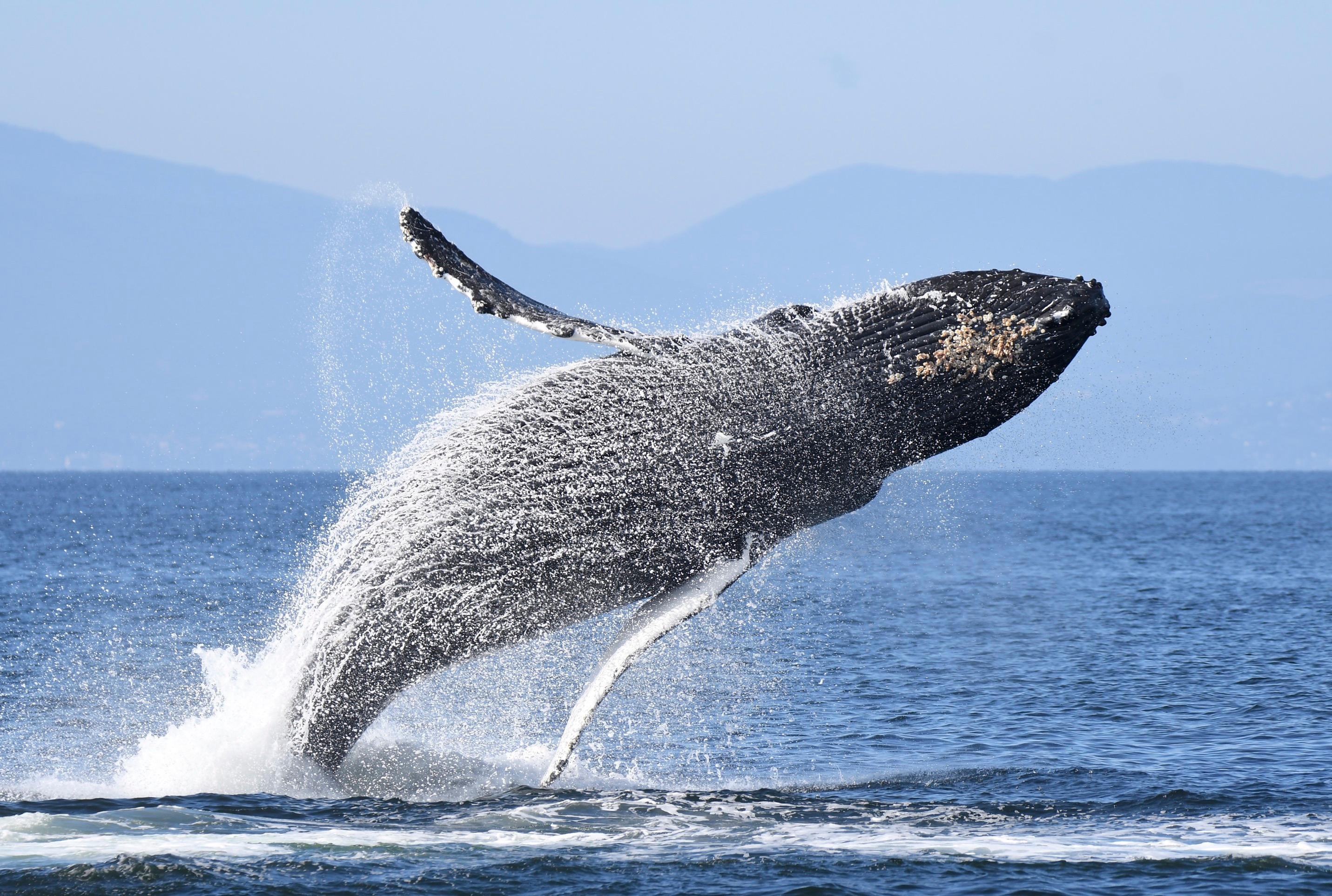 Vancouver: Catamaran Whale Watching Tour, Granville Island