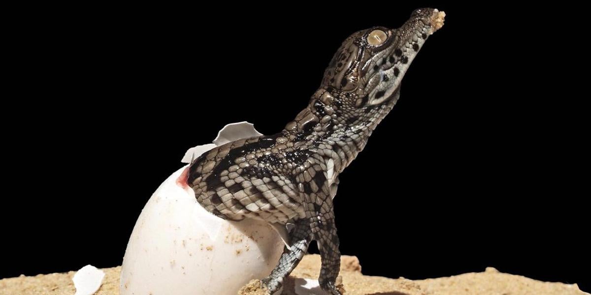 Djerba Explore Park: Crocodile Farm & Cultural Museums Tour