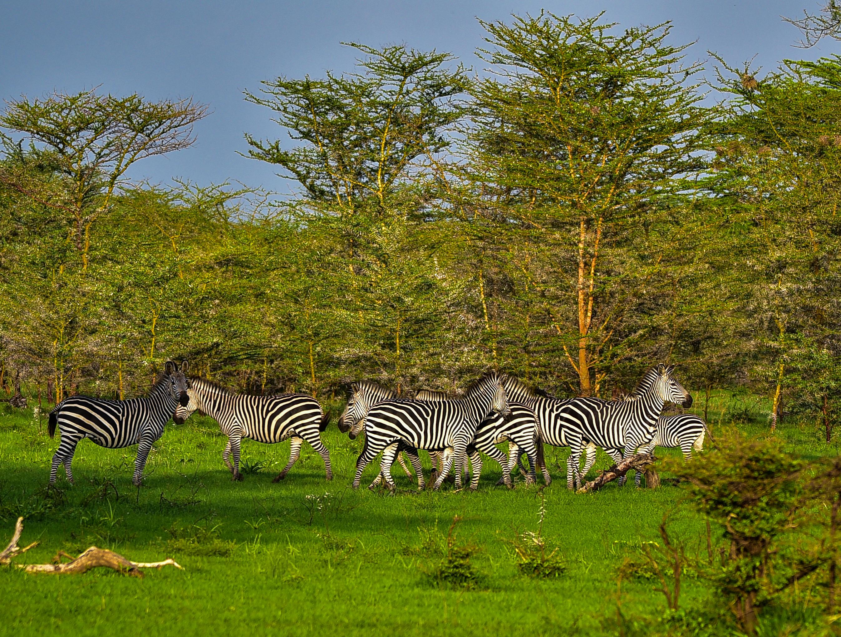 Zanzibar to Selous Game Reserve: Fly-In Day Safari