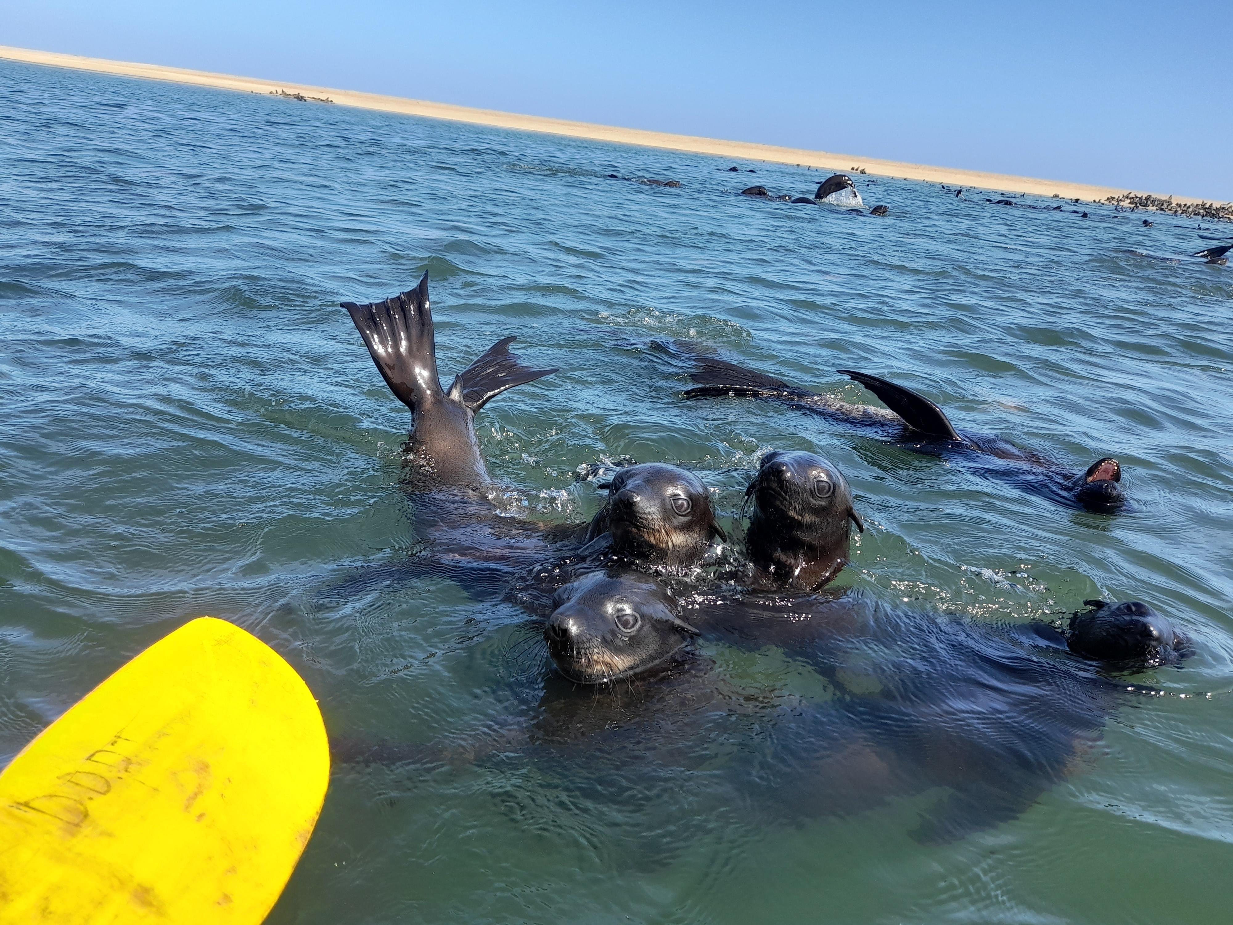 Pelican Point Seal Colony Kayaking Adventure