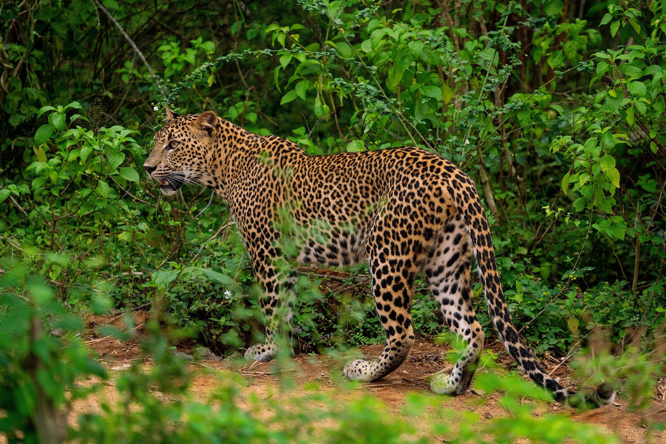 Kumana National Park Half-Day Safari