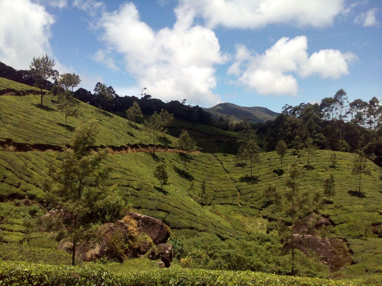 Munnar: Half-Day Scenic Tea Plantation Trek