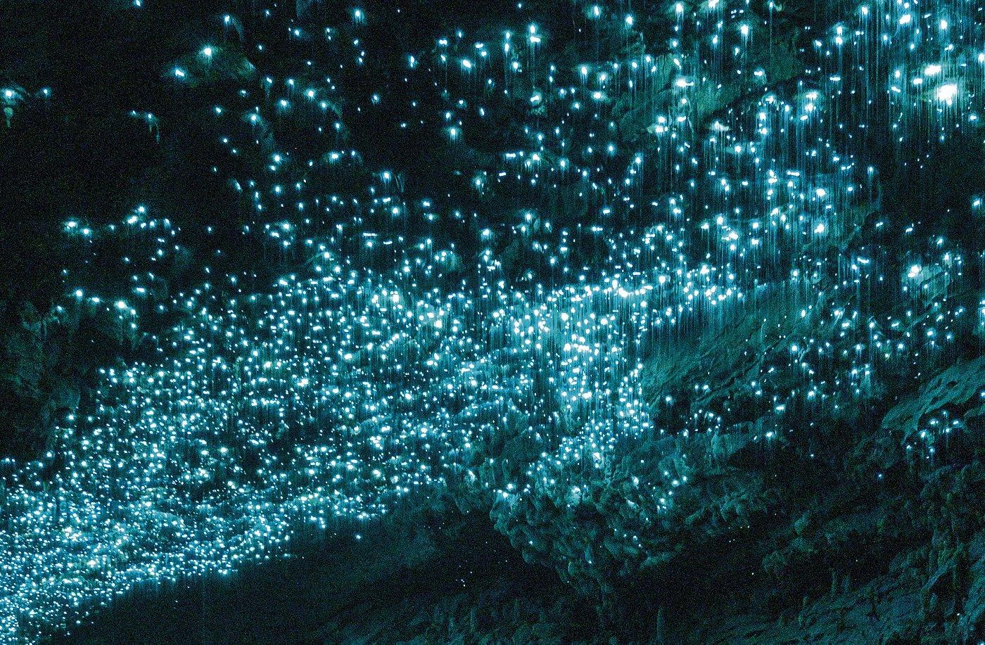 Waitomo Glowworm Caves Day Trip from Auckland