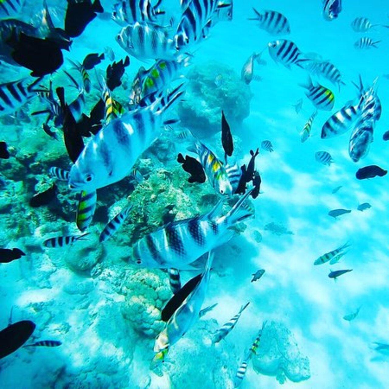Zanzibar Safari Blue: Dhow Sailing, Snorkeling & Seafood Feast
