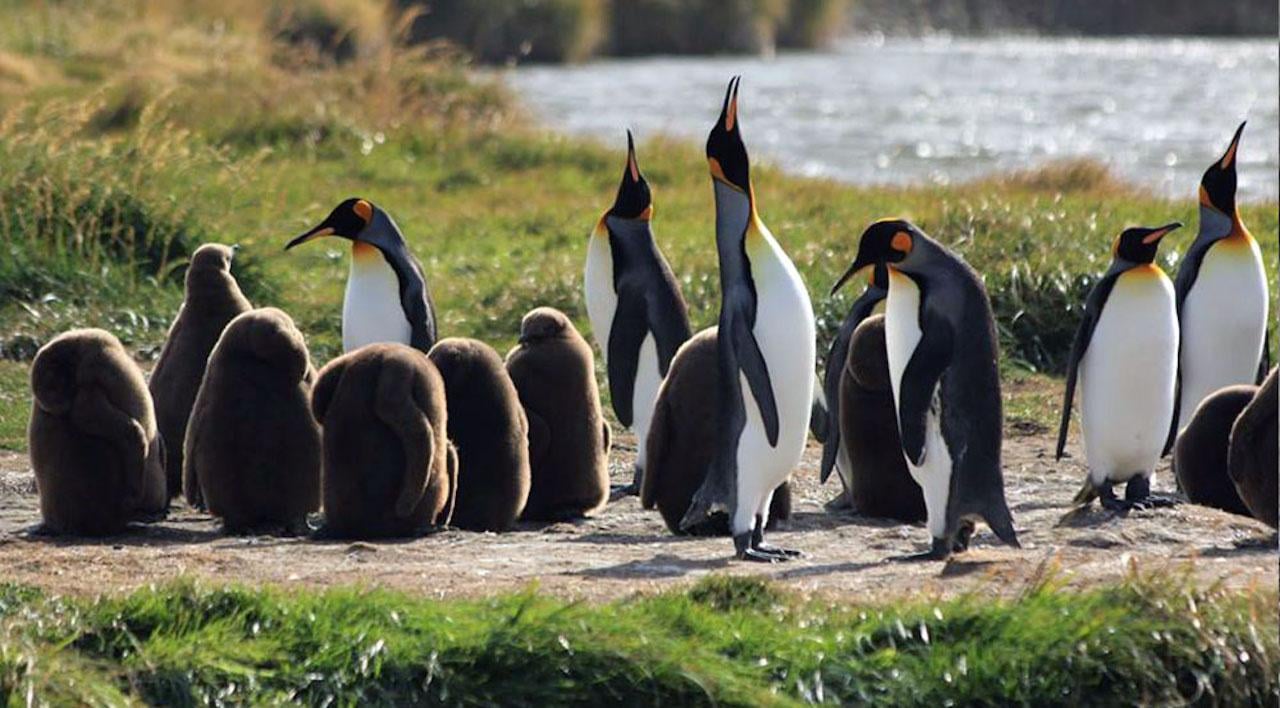 Tierra del Fuego & King Penguin Park Full-Day Trip from Punta Arenas