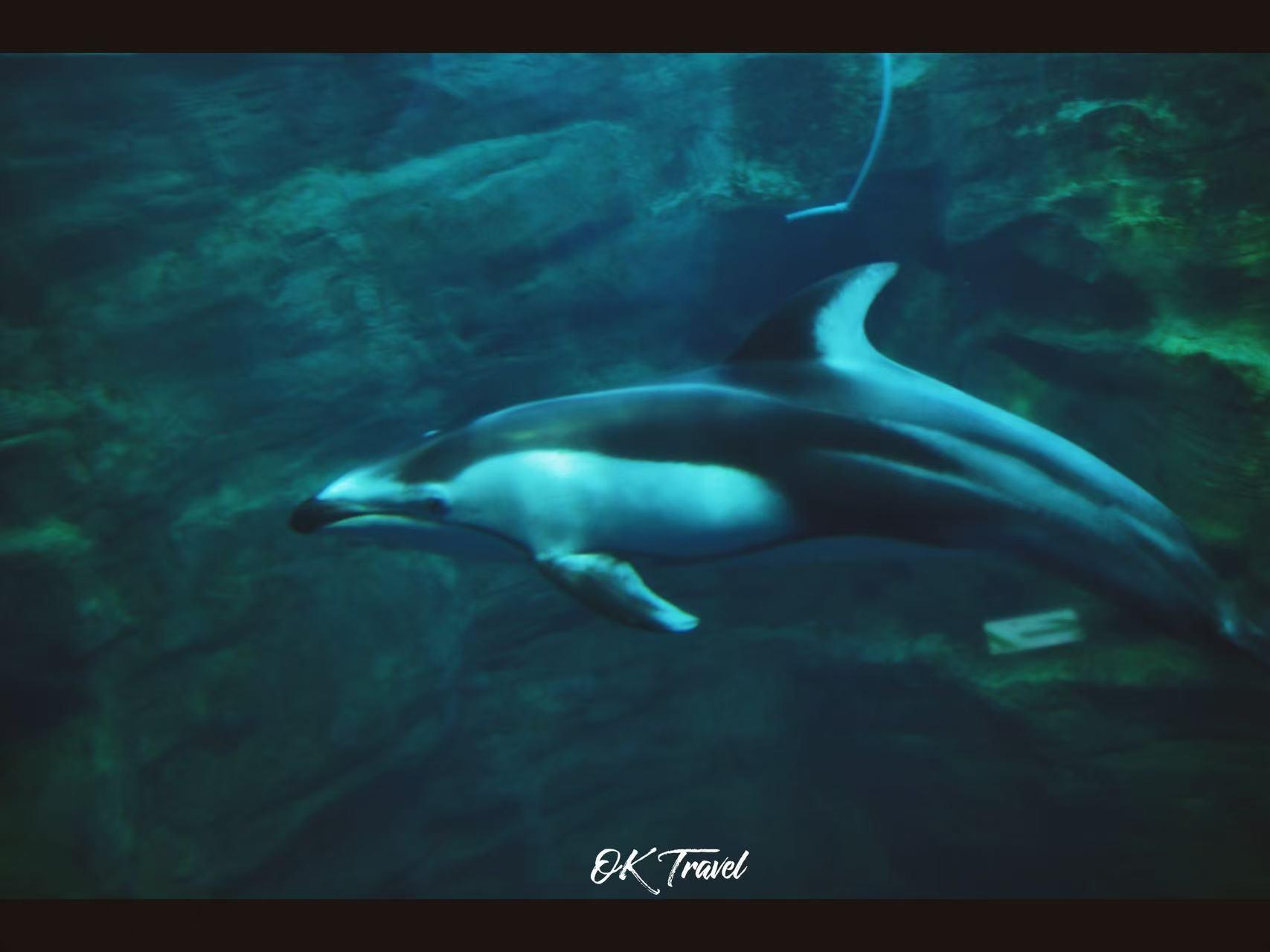 Osaka Private Family Tour: Castle, Legoland & Aquarium