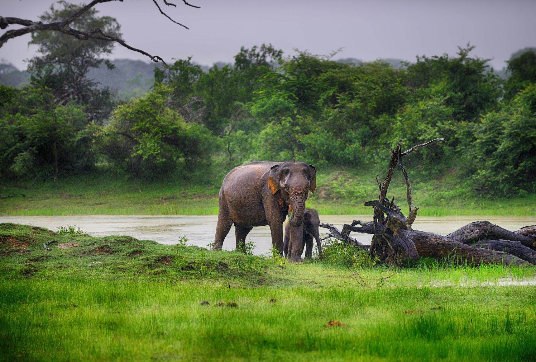 Yala National Park Safari Expedition