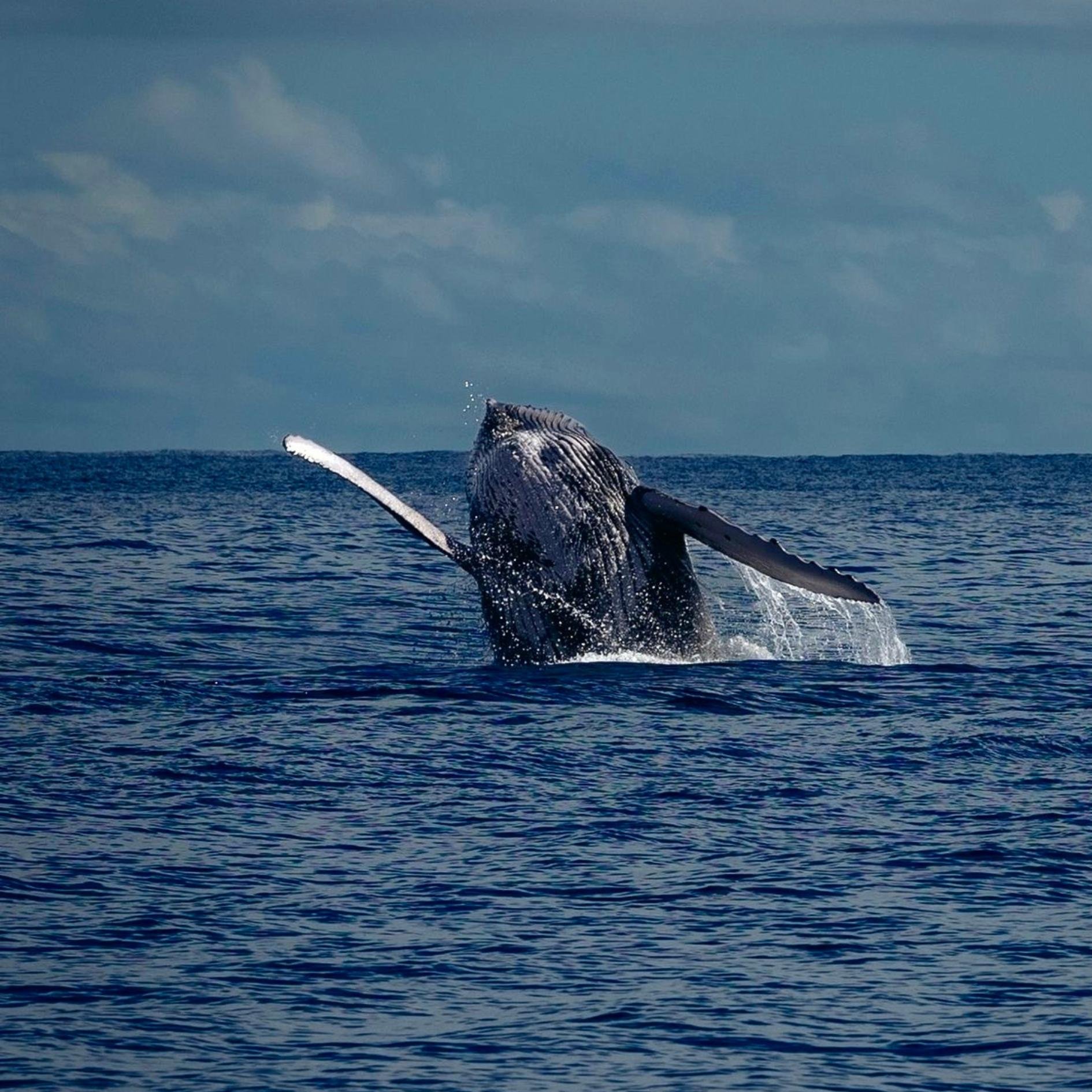 Humpback Whale Watching & Las Perlas Islands
