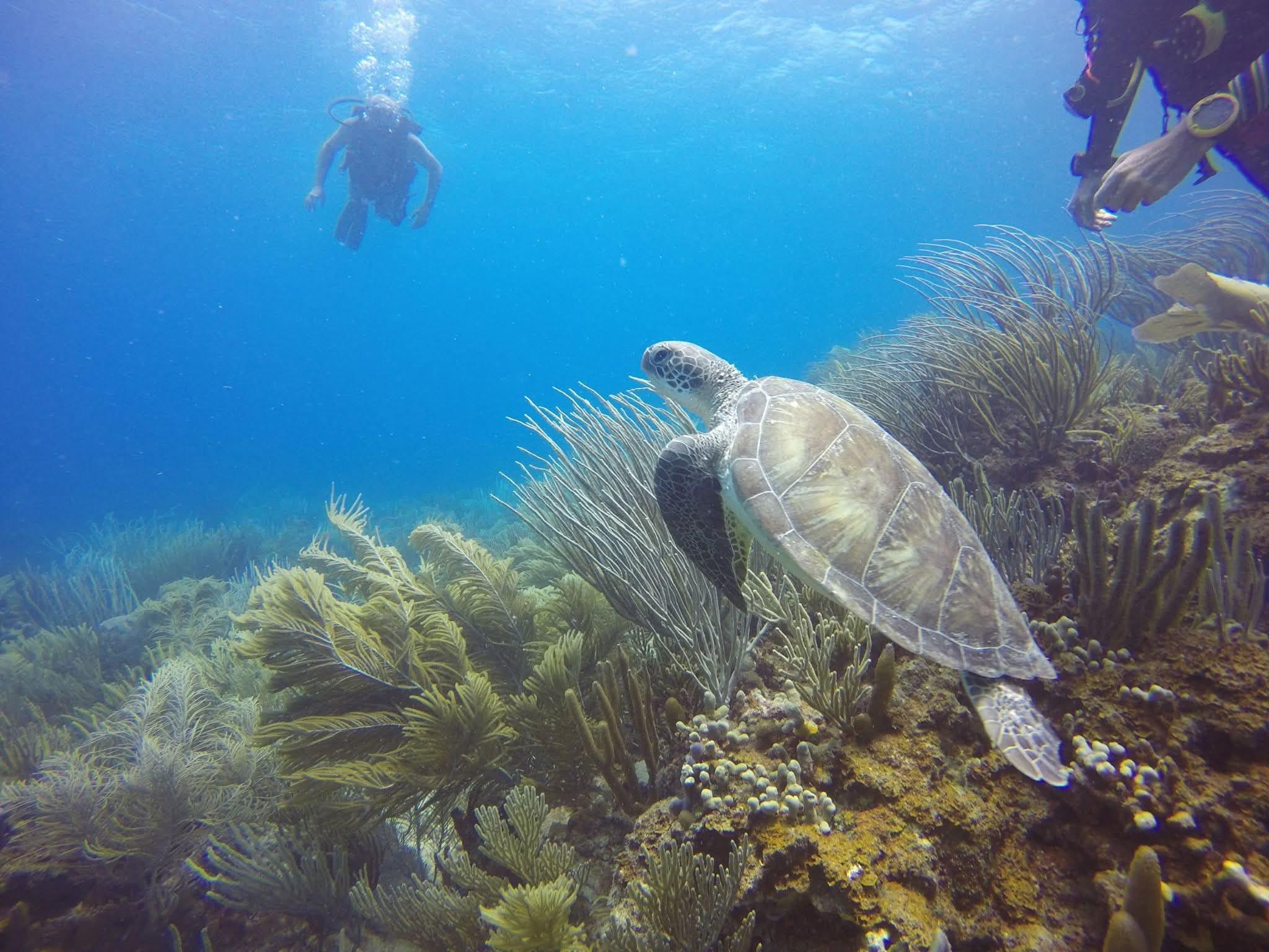 Culebra Island Snorkeling & Sailing Adventure from Fajardo