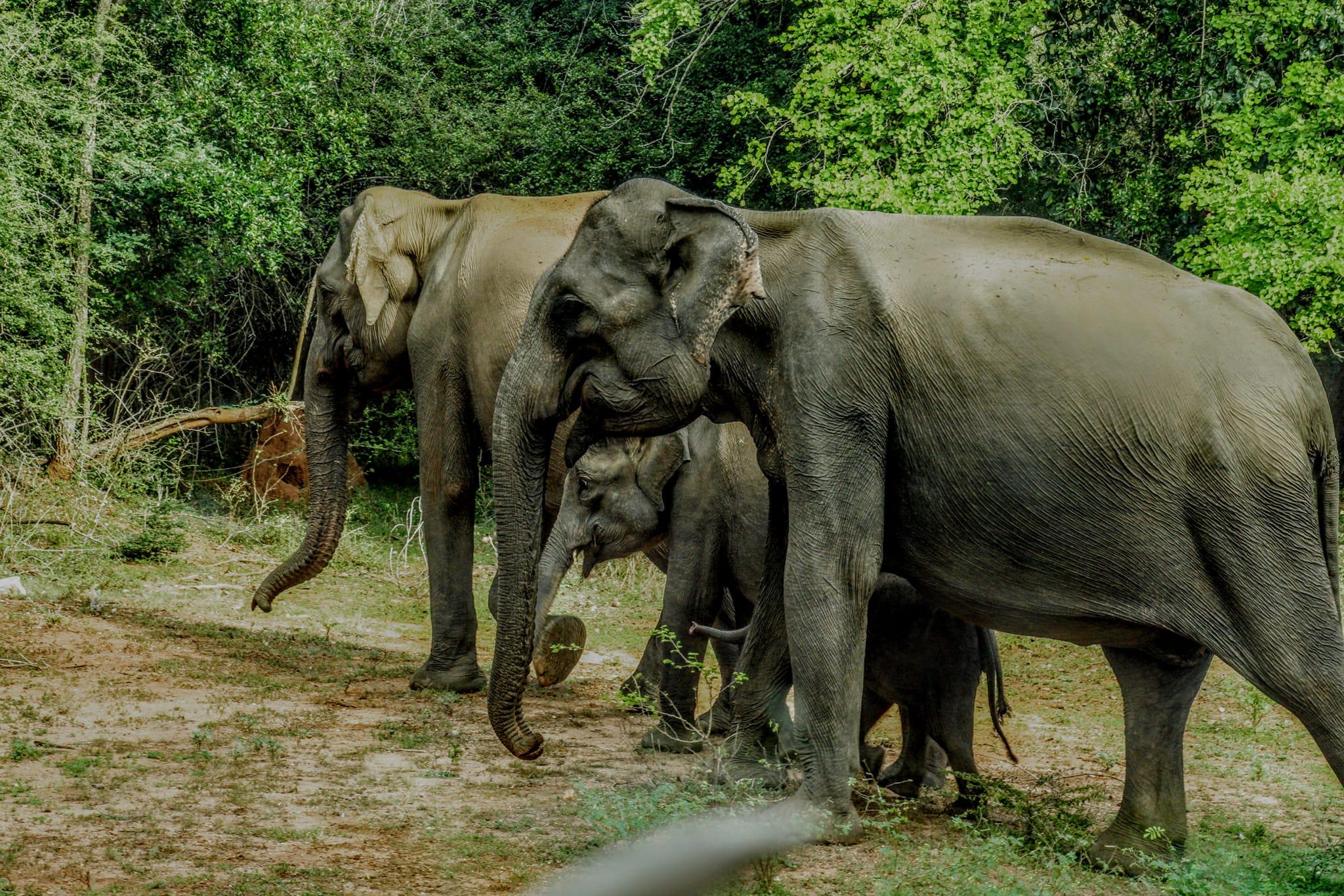 Full-Day Wilpattu National Park Safari Adventure